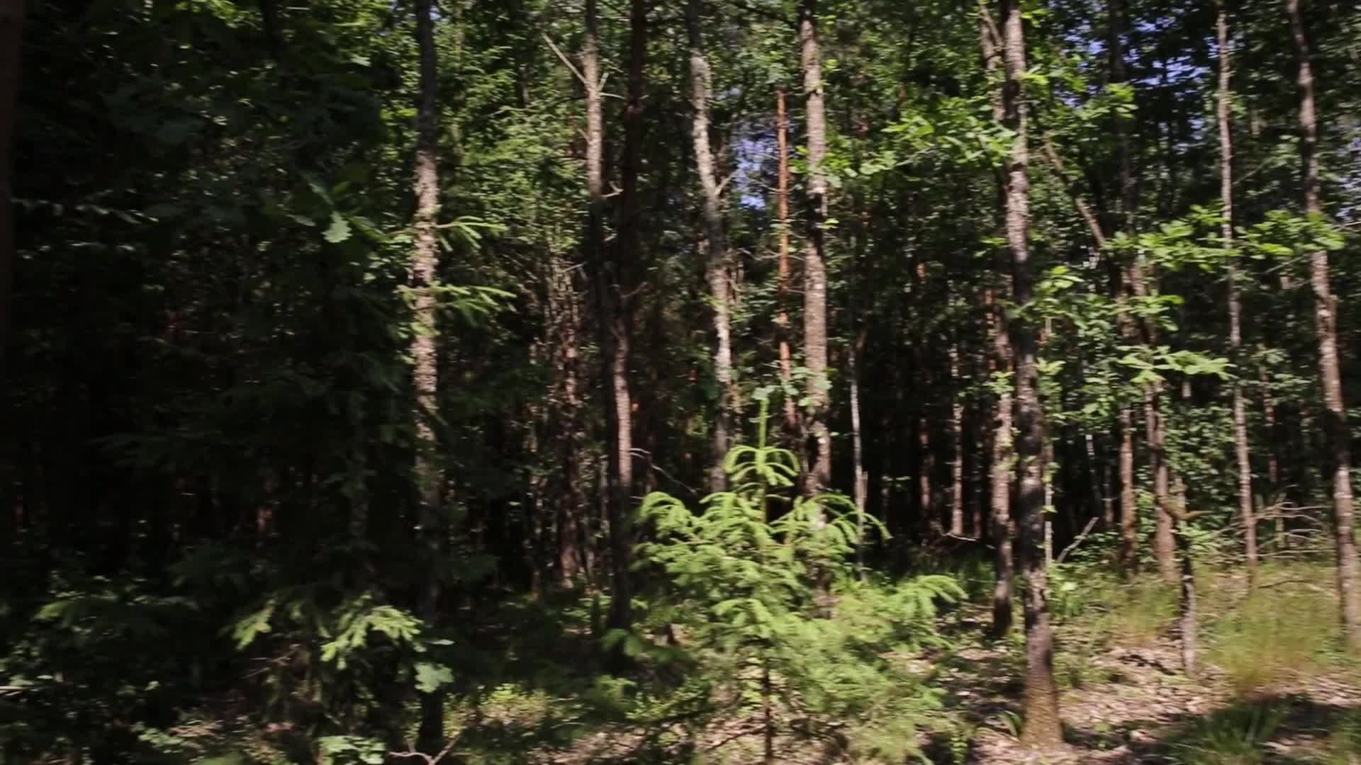 Bialowieza Wilderness in Poland cut by border barrier