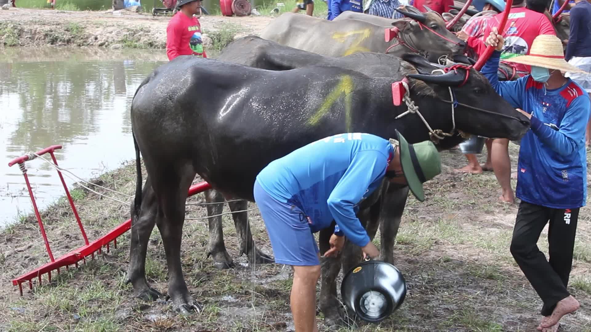 Buffalo race festival, in Chonburi province