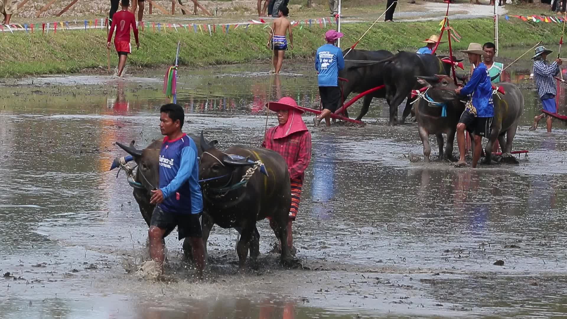 Buffalo race festival, in Chonburi province