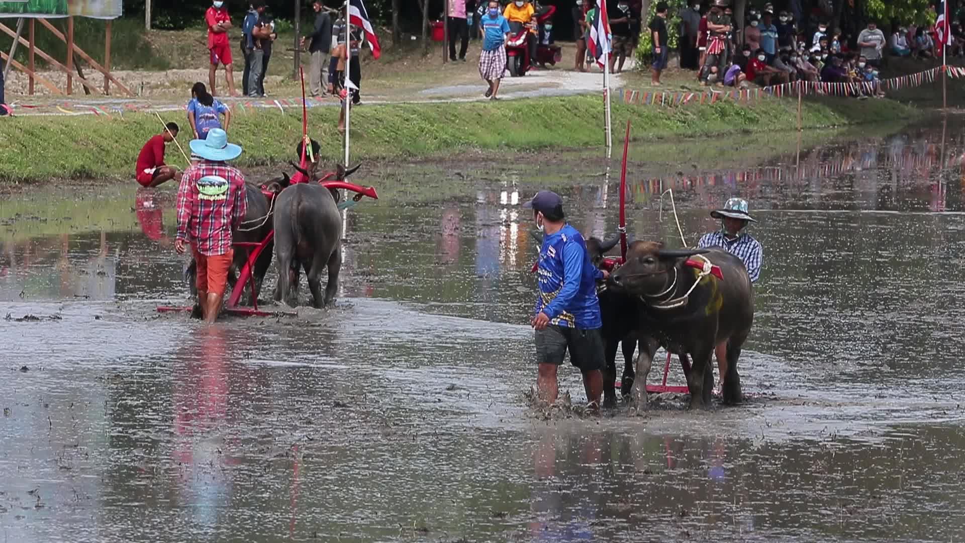 Buffalo race festival, in Chonburi province