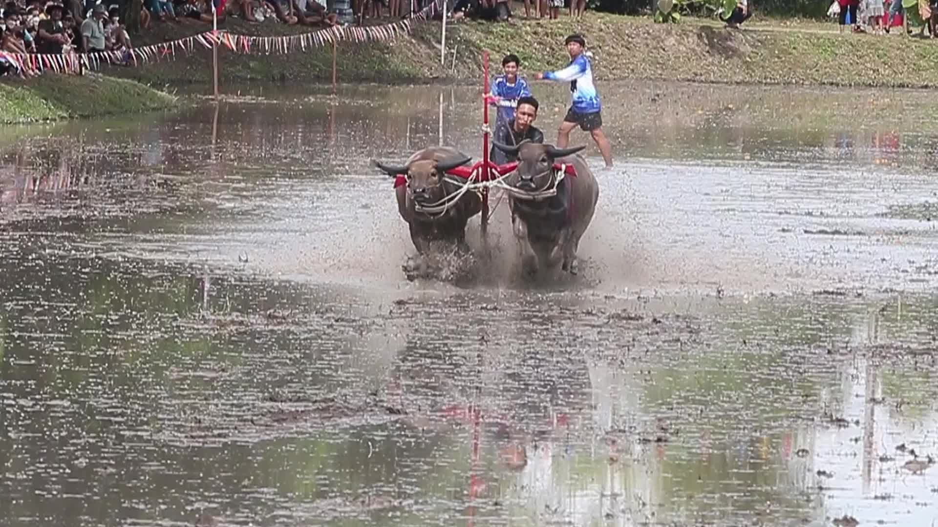 Buffalo race festival, in Chonburi province