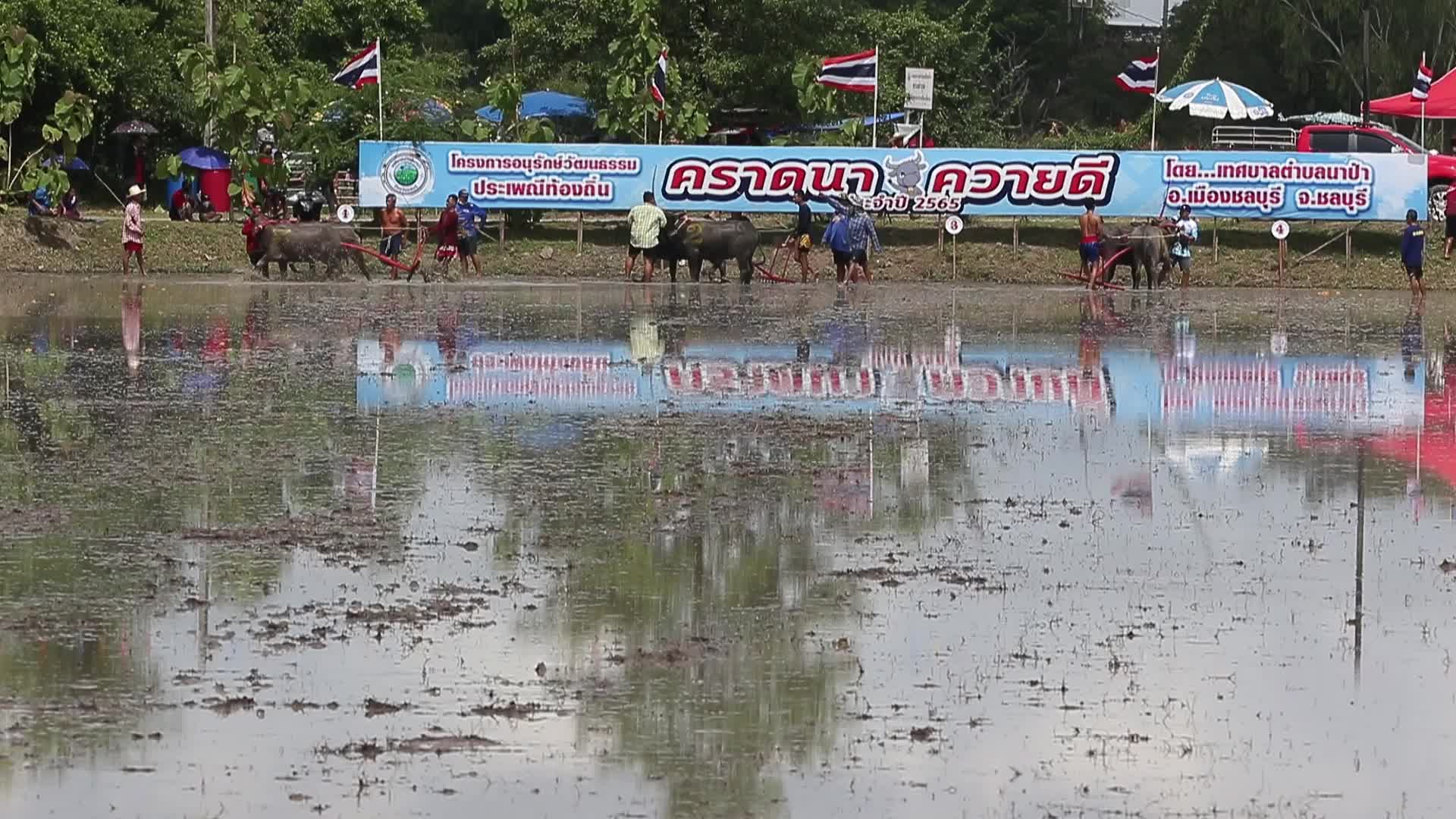 Buffalo race festival, in Chonburi province