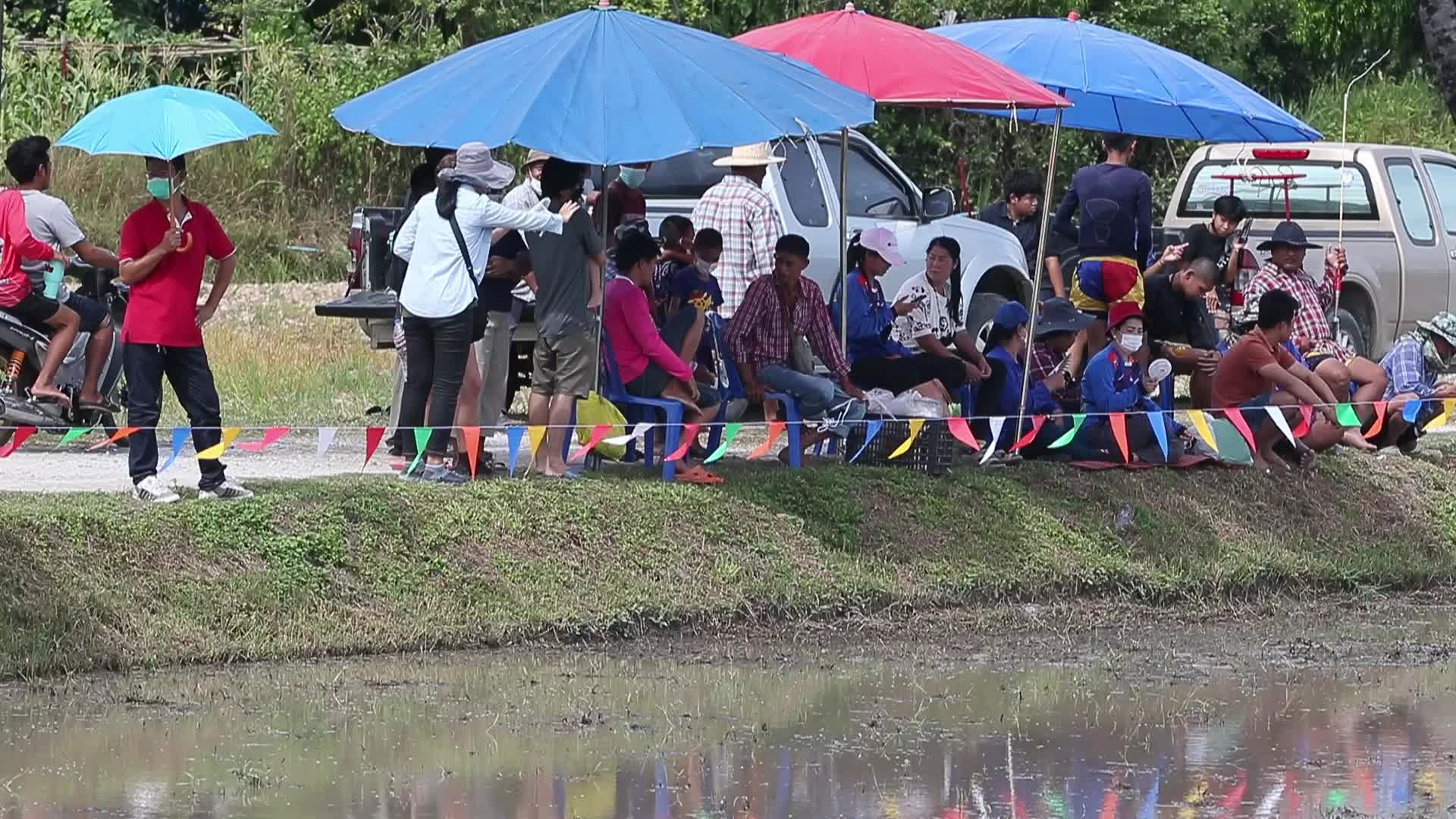 Buffalo race festival, in Chonburi province