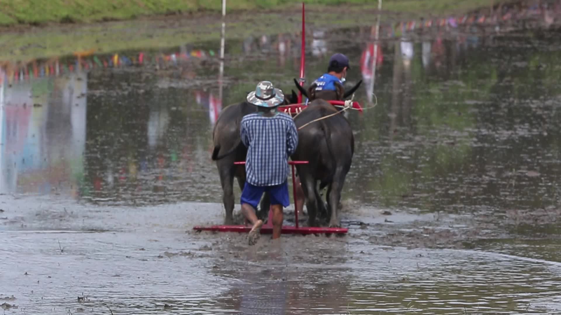 Buffalo race festival, in Chonburi province