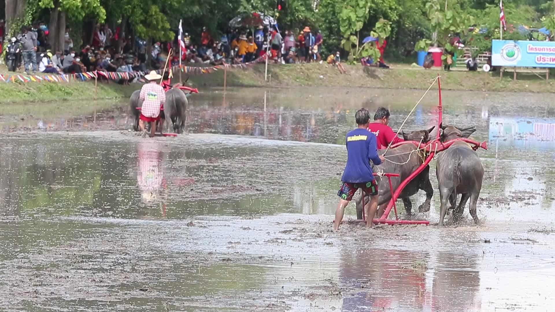 Buffalo race festival, in Chonburi province
