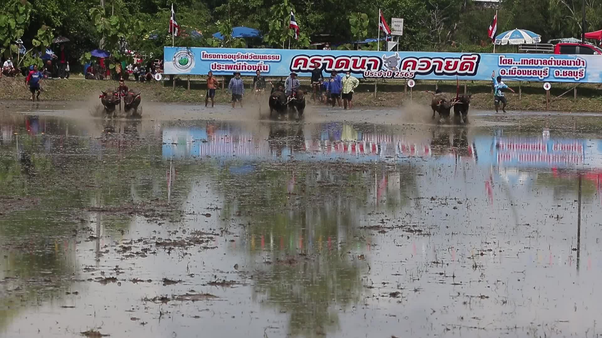 Buffalo race festival, in Chonburi province
