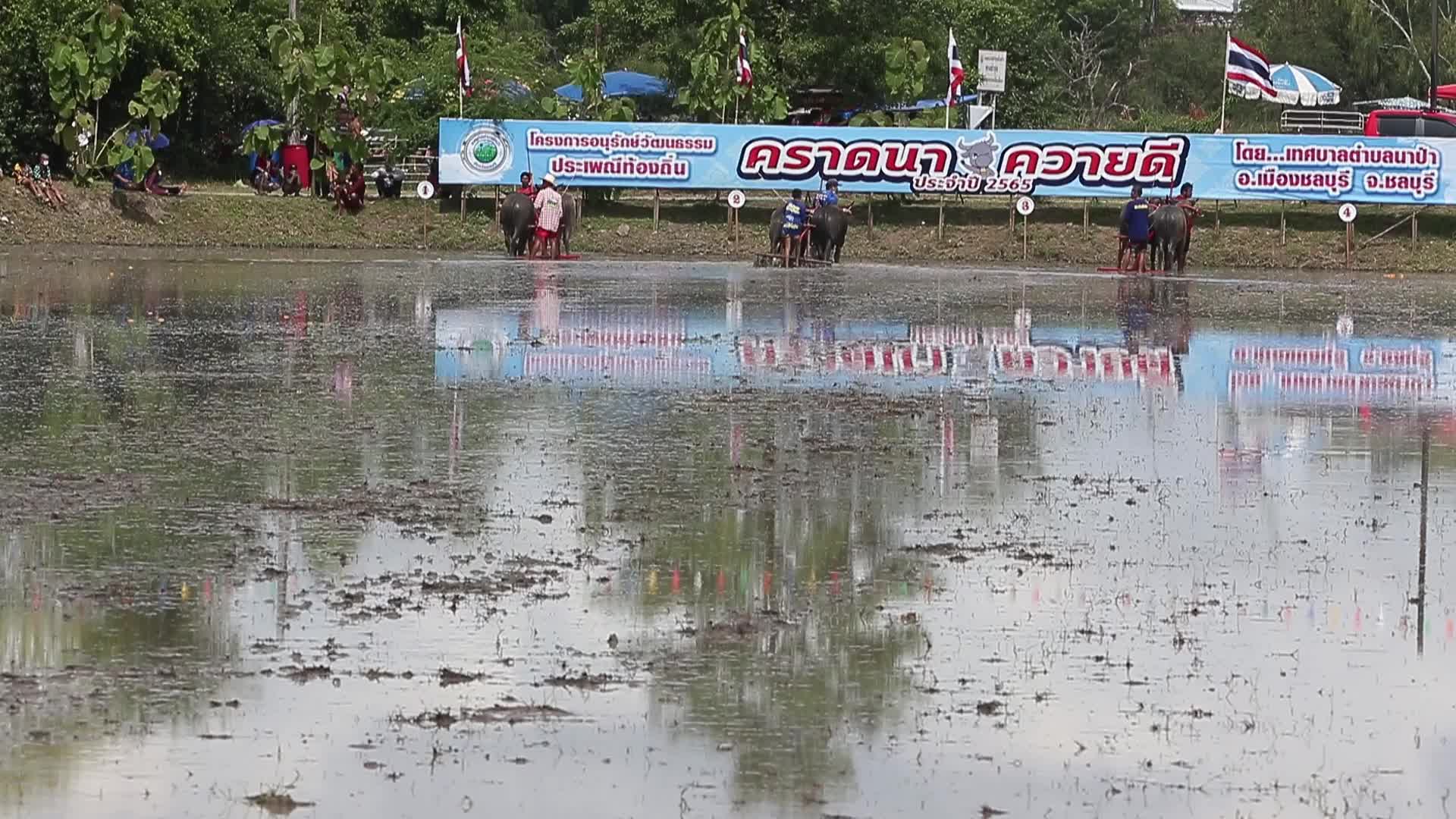 Buffalo race festival, in Chonburi province
