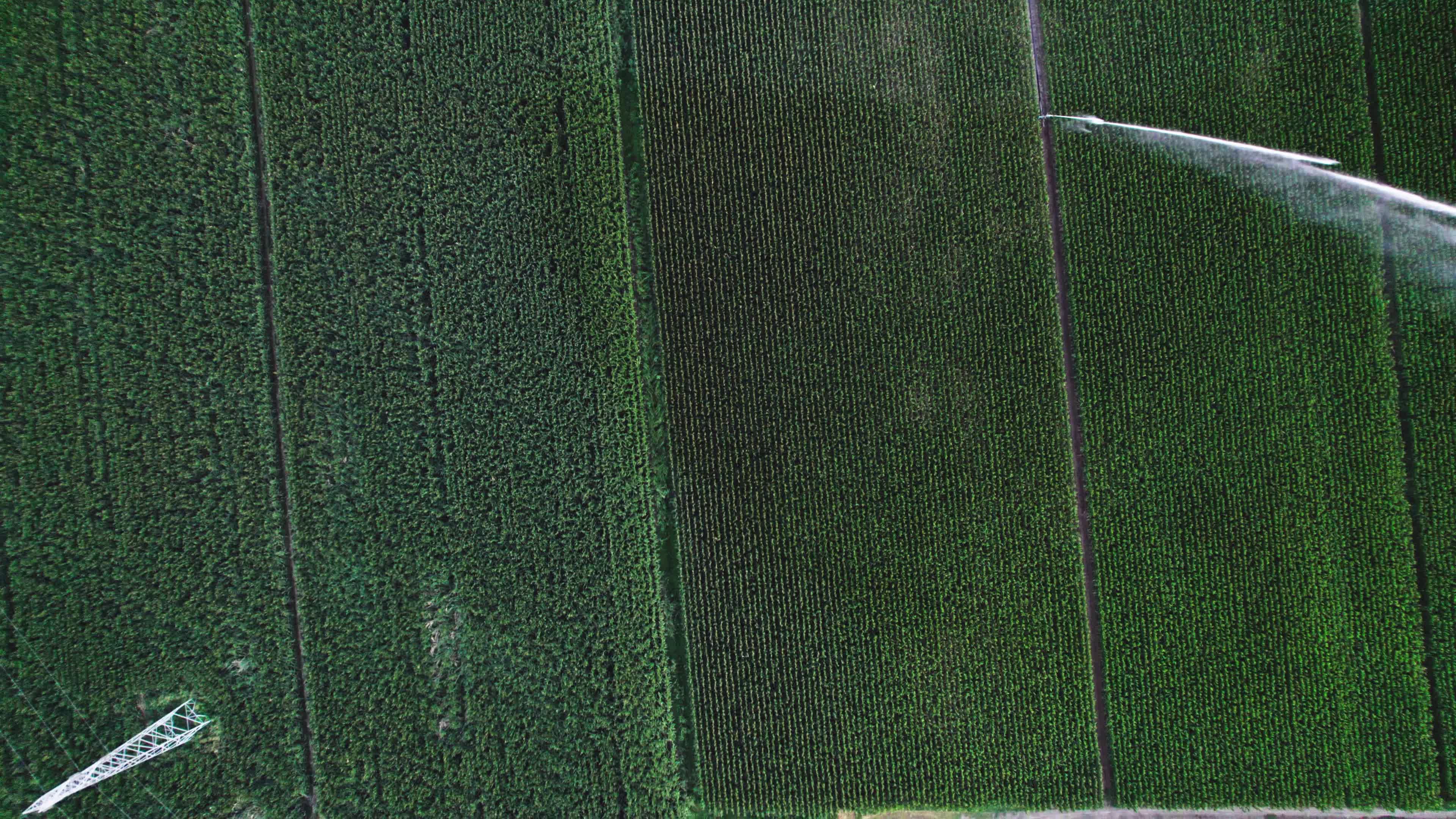 Drought: Italy Warns a Third of Farm Production At Risk