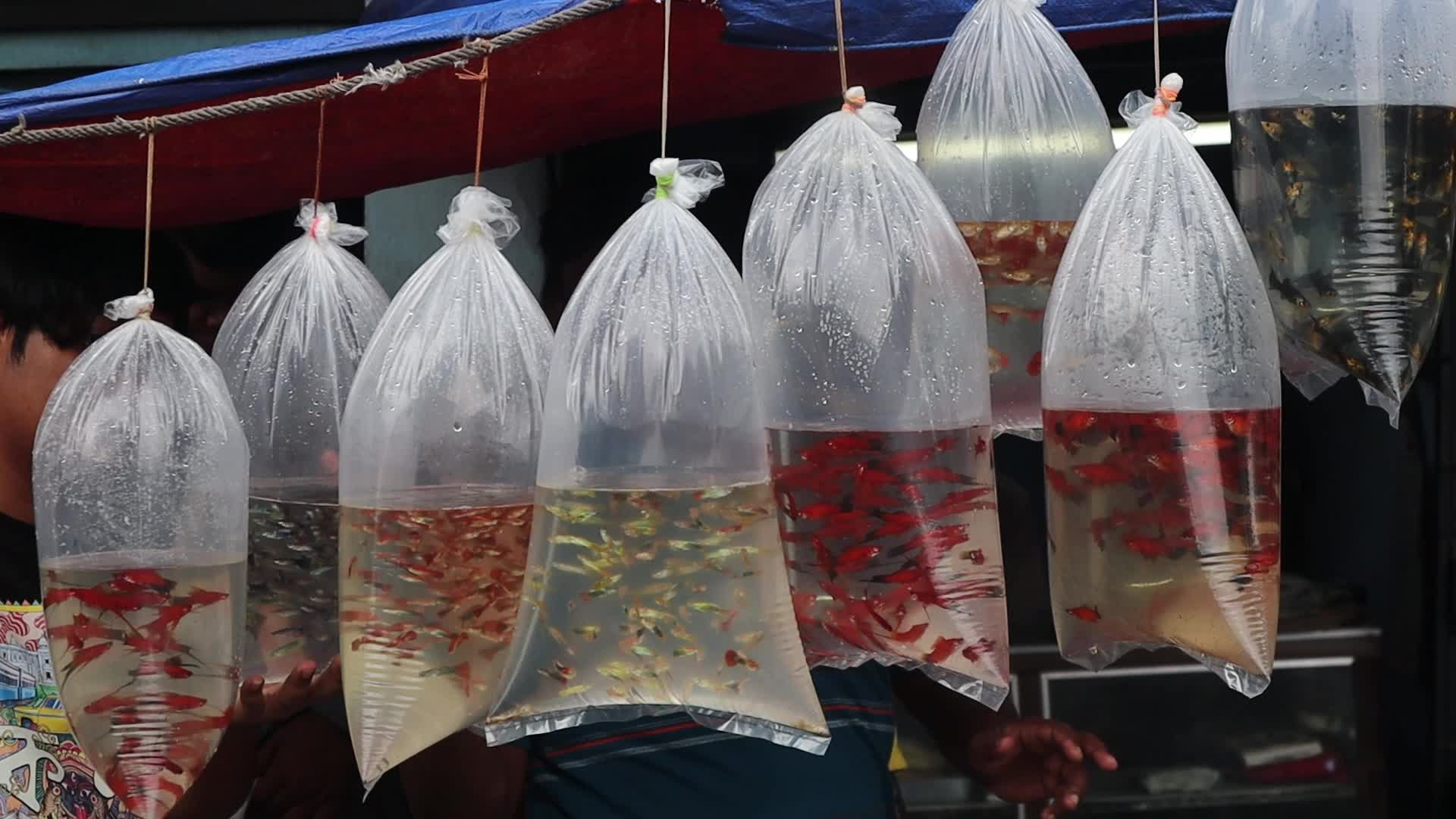 A pet store selling live fish in plastic bags Kolkata