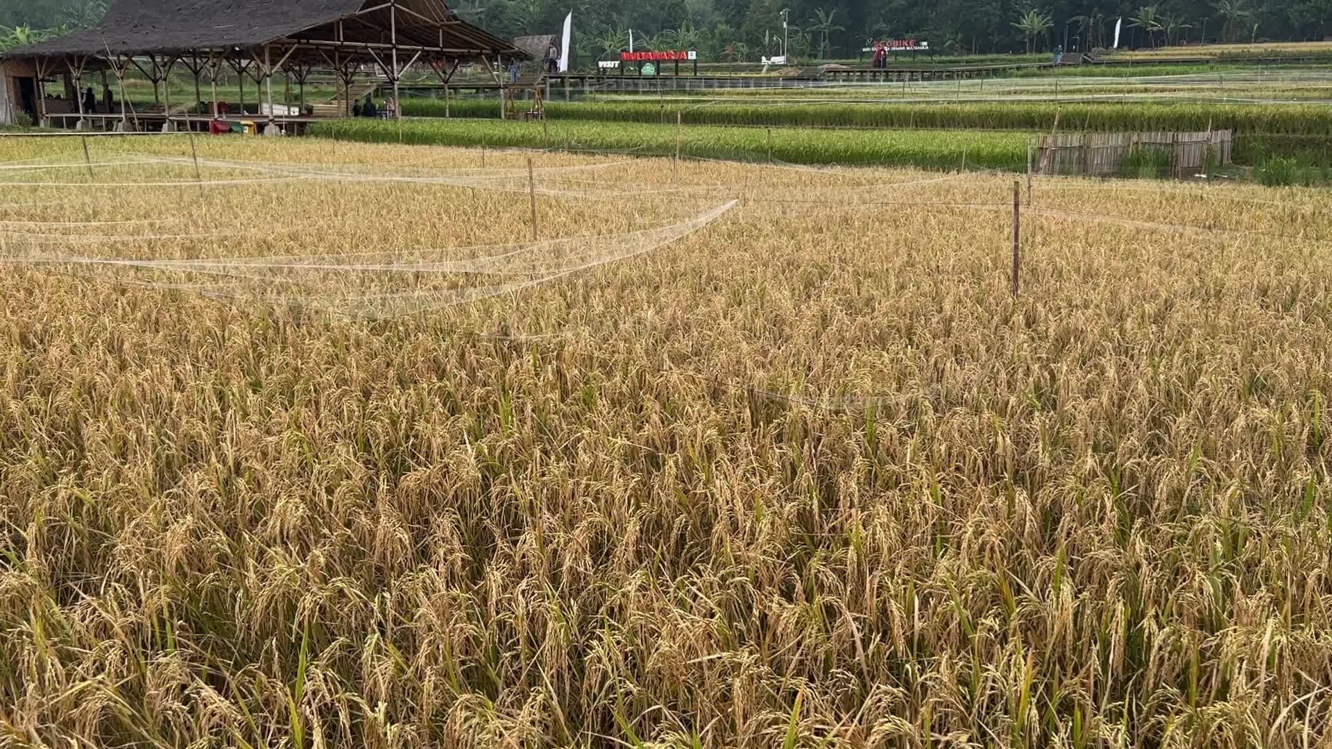 Ecotourism in Bogor, Indonesia