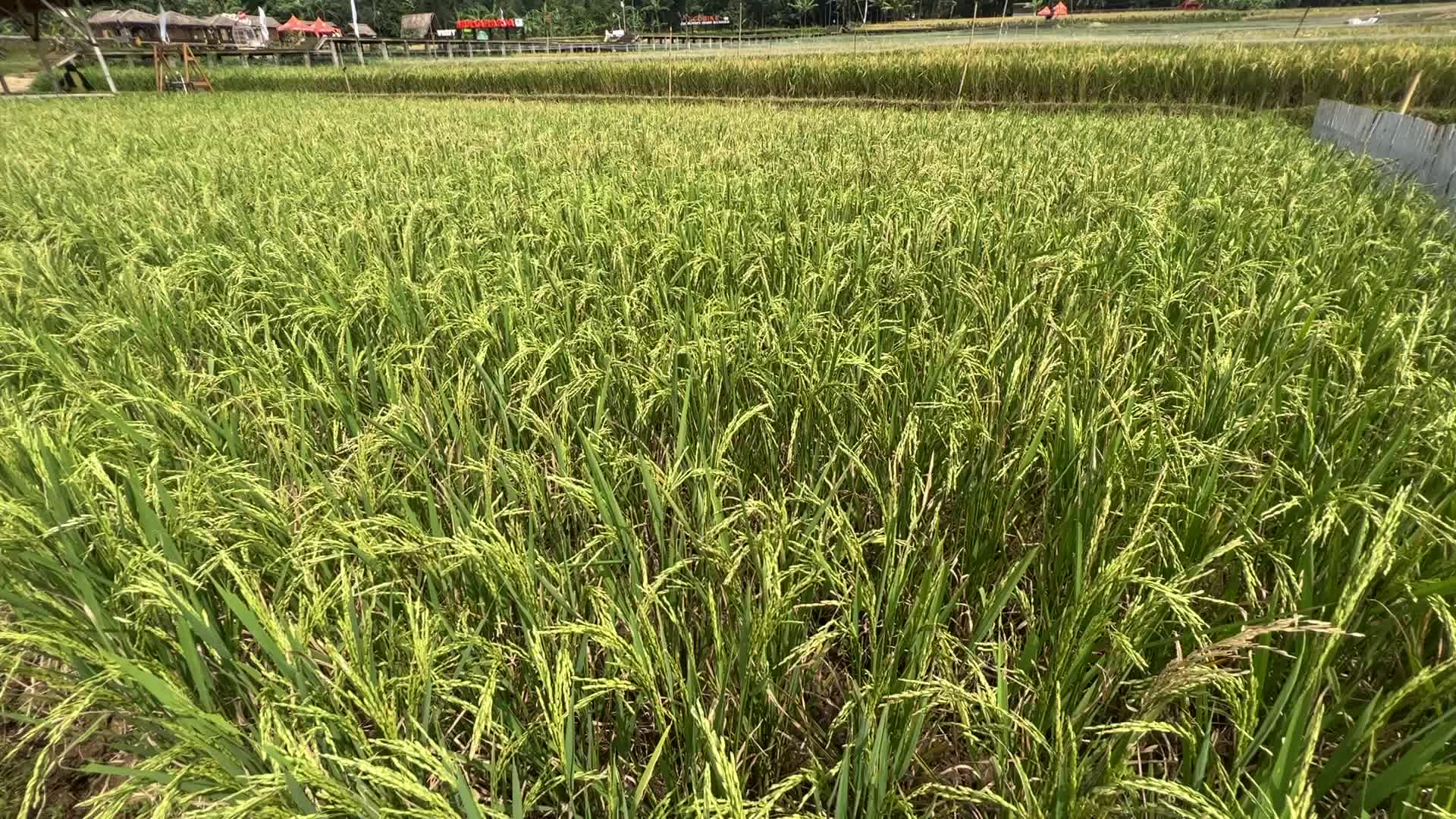 Ecotourism in Bogor, Indonesia