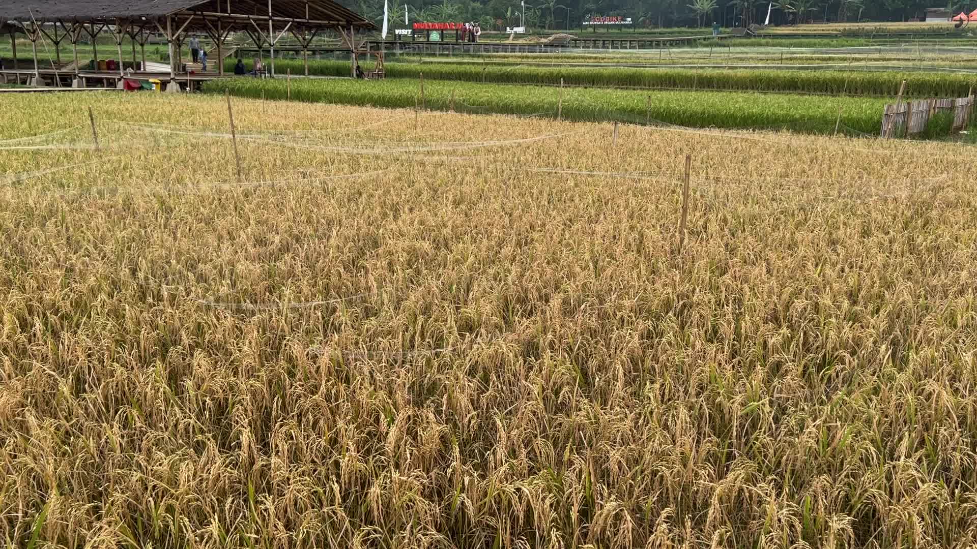 Ecotourism in Bogor, Indonesia