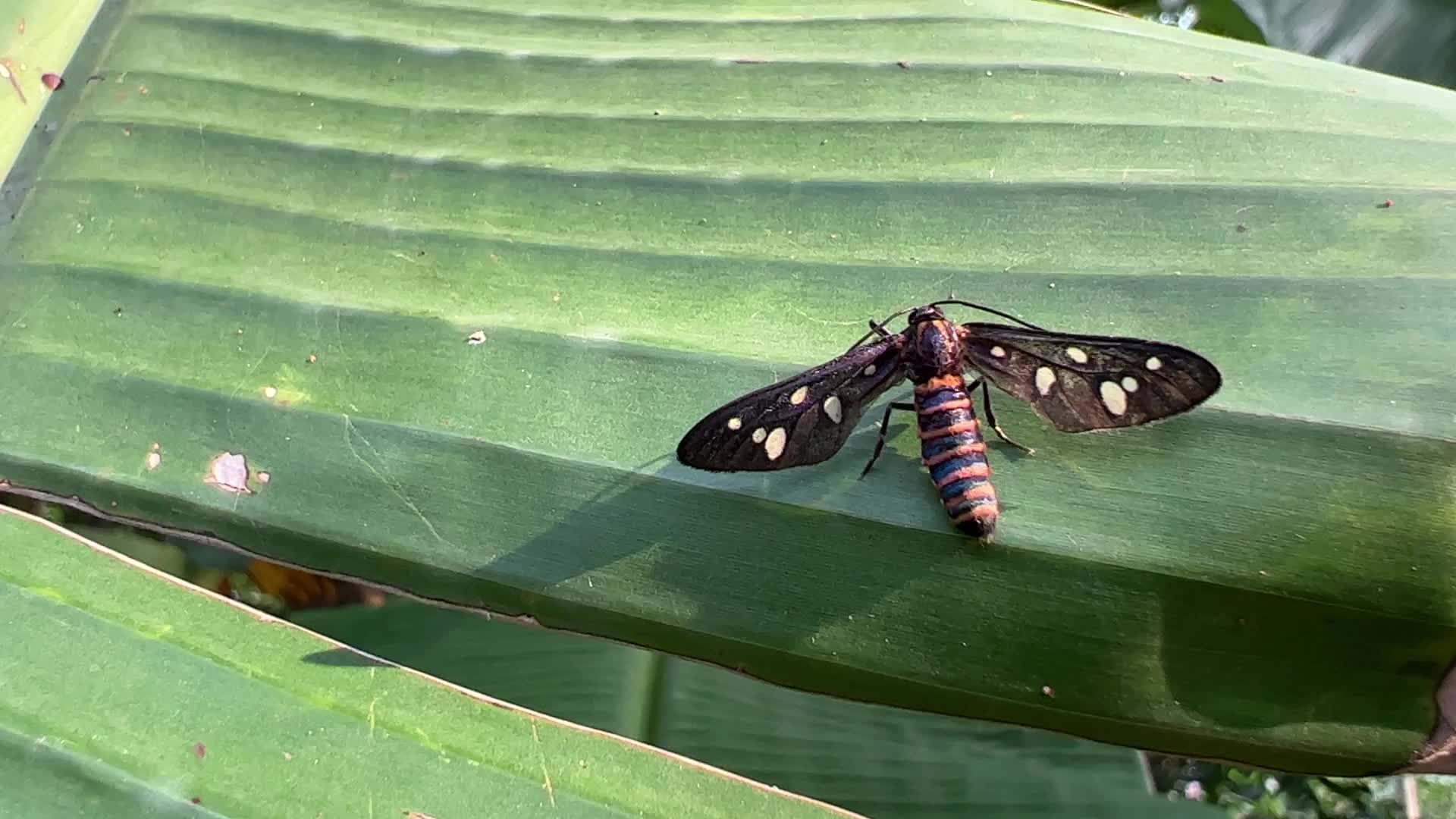 Sandalwood Defoliator Moth