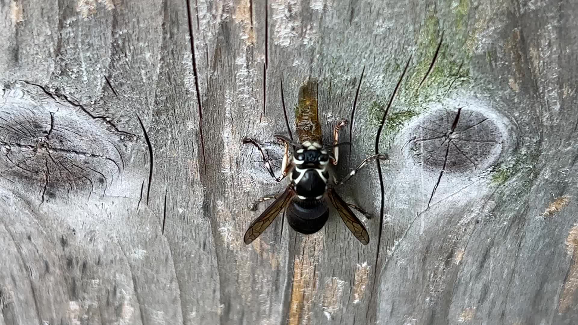 Bald-faced hornet