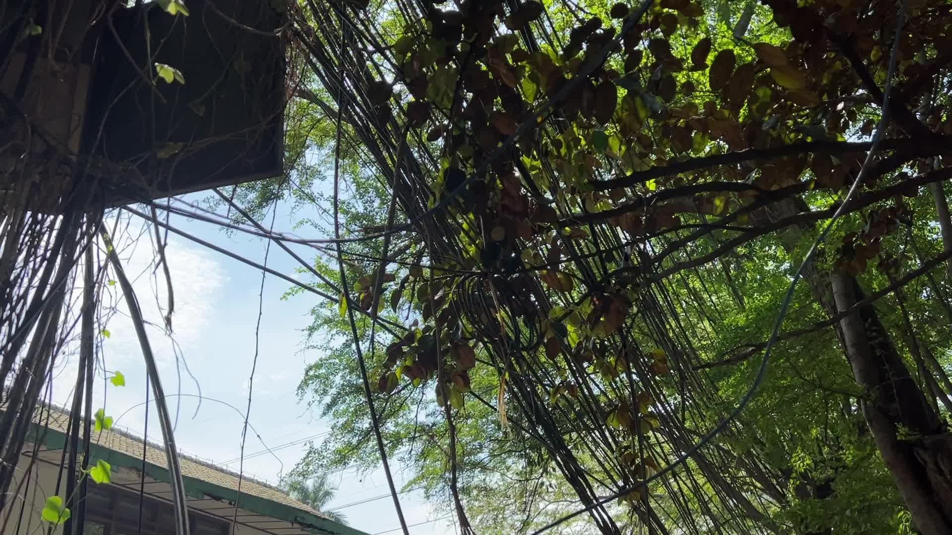 Controlling Chaotic Fiber Optic Cables in Jakarta, Indonesia