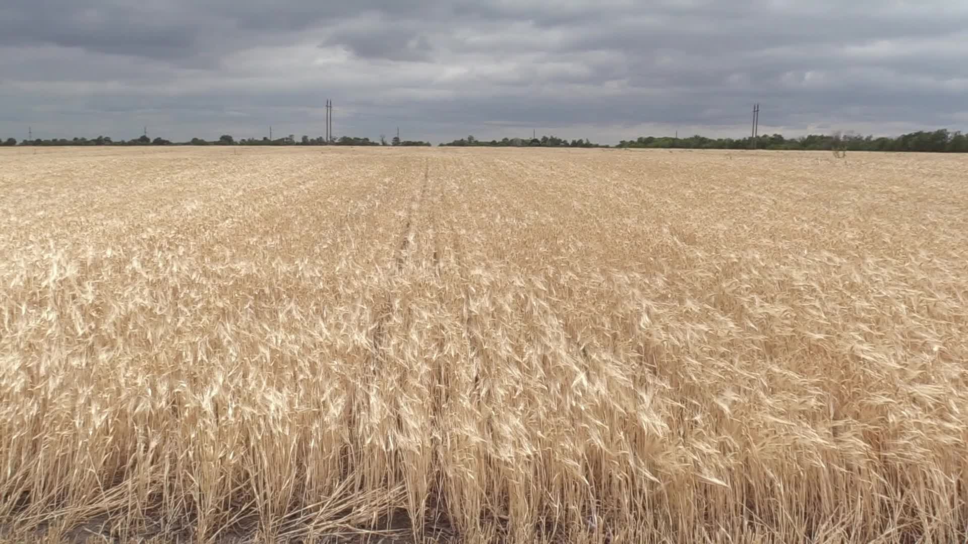 Ukrainian farmers harvesting grain of winter barley in Odesa region, amid Russia's invasion of Ukraine