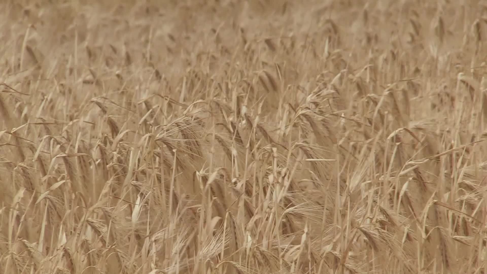 Ukrainian farmers harvesting grain of winter barley in Odesa region, amid Russia's invasion of Ukraine