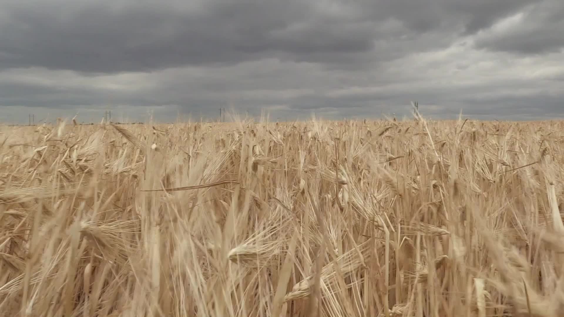 Ukrainian farmers harvesting grain of winter barley in Odesa region, amid Russia's invasion of Ukraine