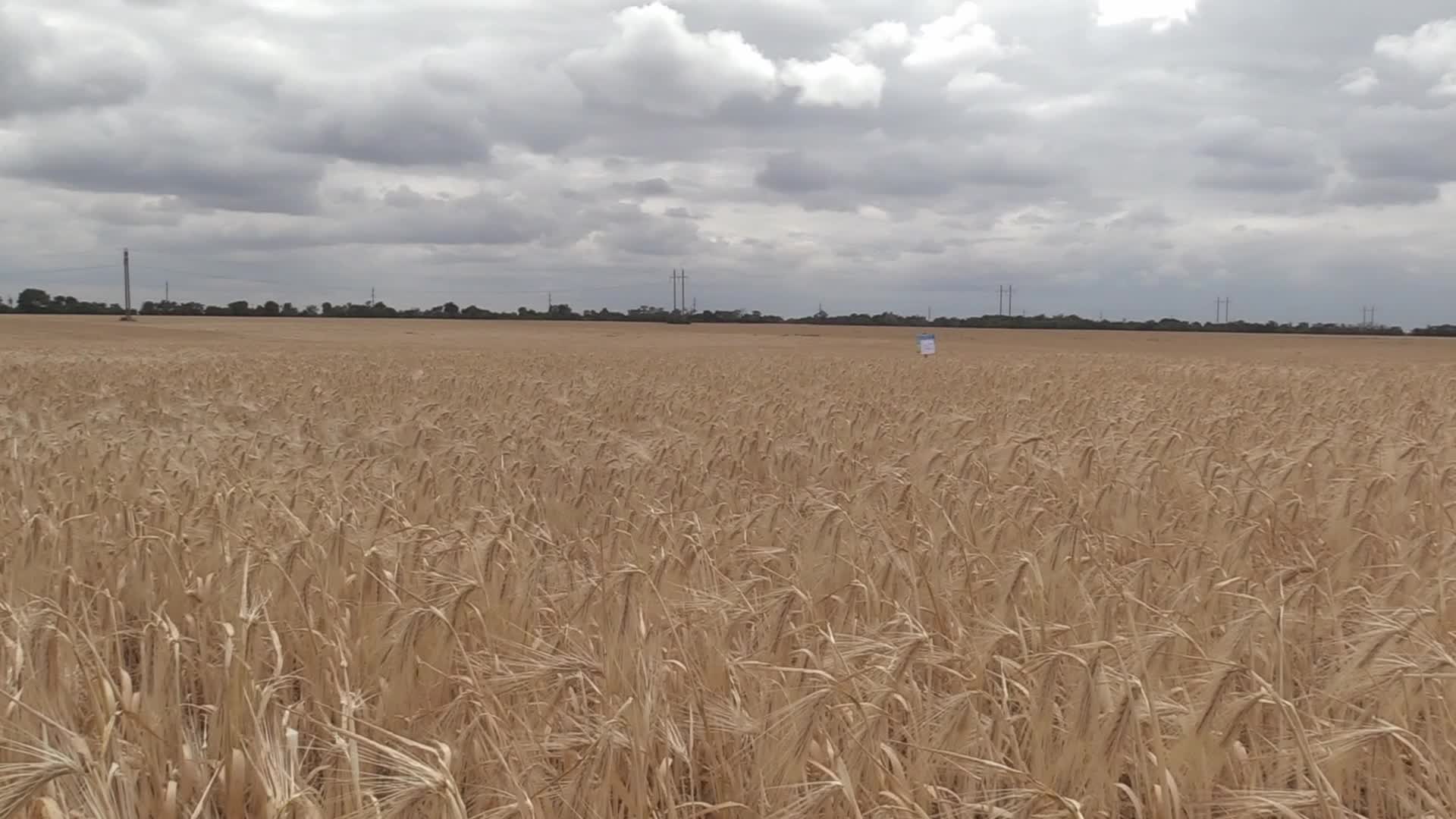 Ukrainian farmers harvesting grain of winter barley in Odesa region, amid Russia's invasion of Ukraine