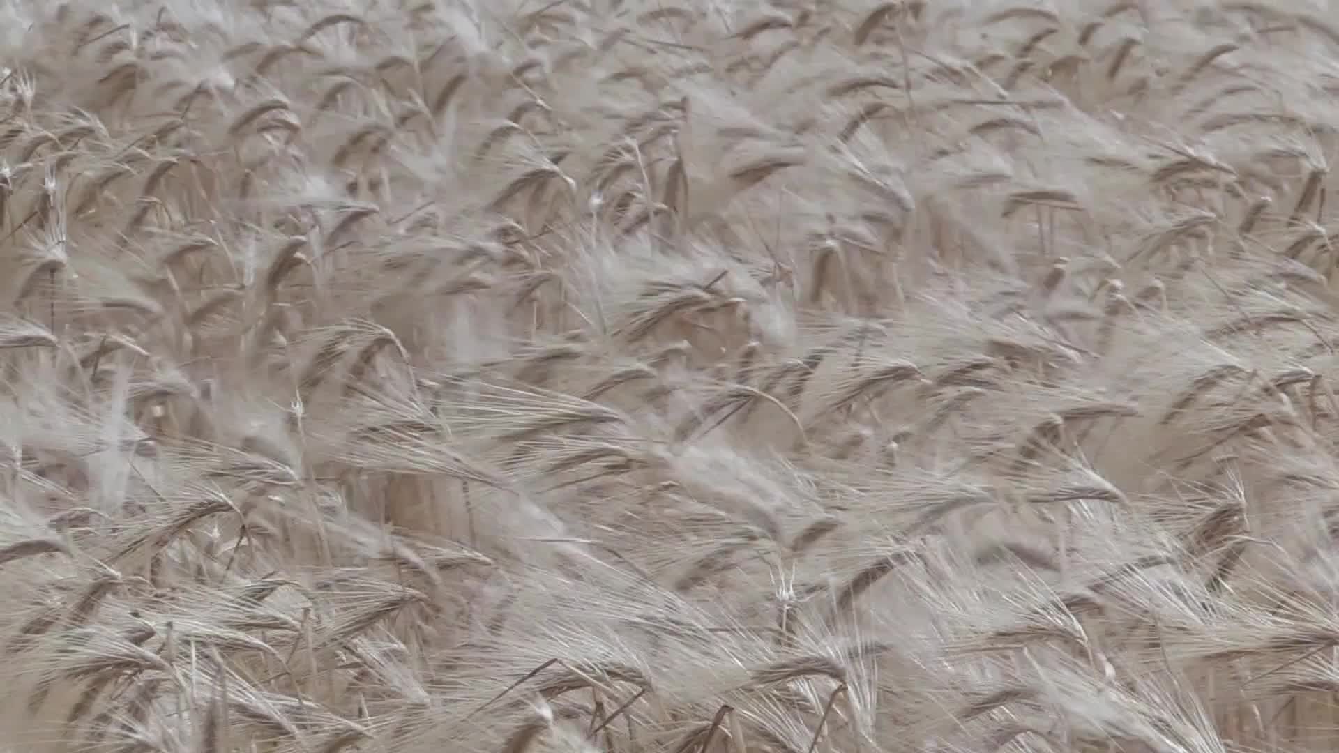 Ukrainian farmers harvesting grain of winter barley in Odesa region, amid Russia's invasion of Ukraine
