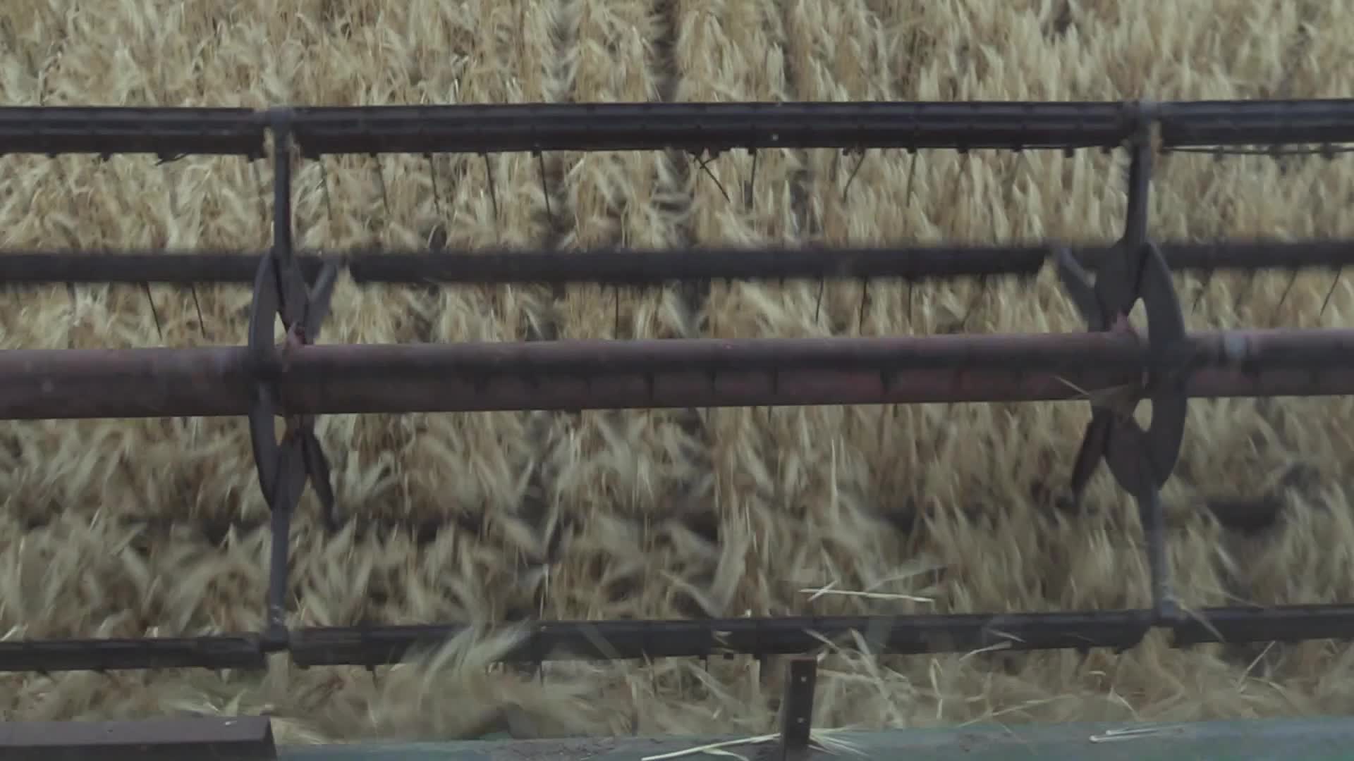 Ukrainian farmers harvesting grain of winter barley in Odesa region, amid Russia's invasion of Ukraine