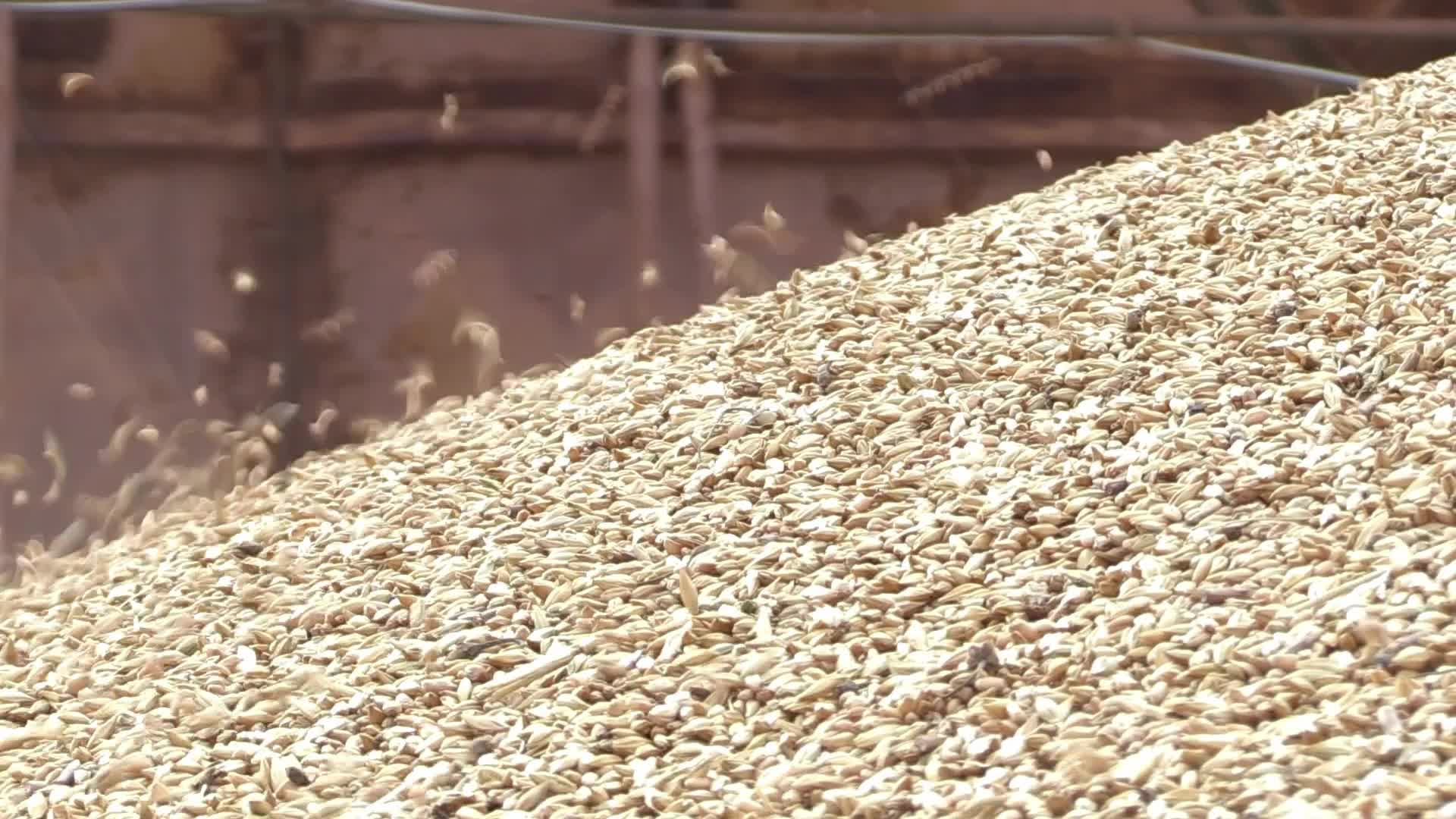 Ukrainian farmers upload barley and wheat grain at a terminal in Odesa region, amid Russia's invasion of Ukraine