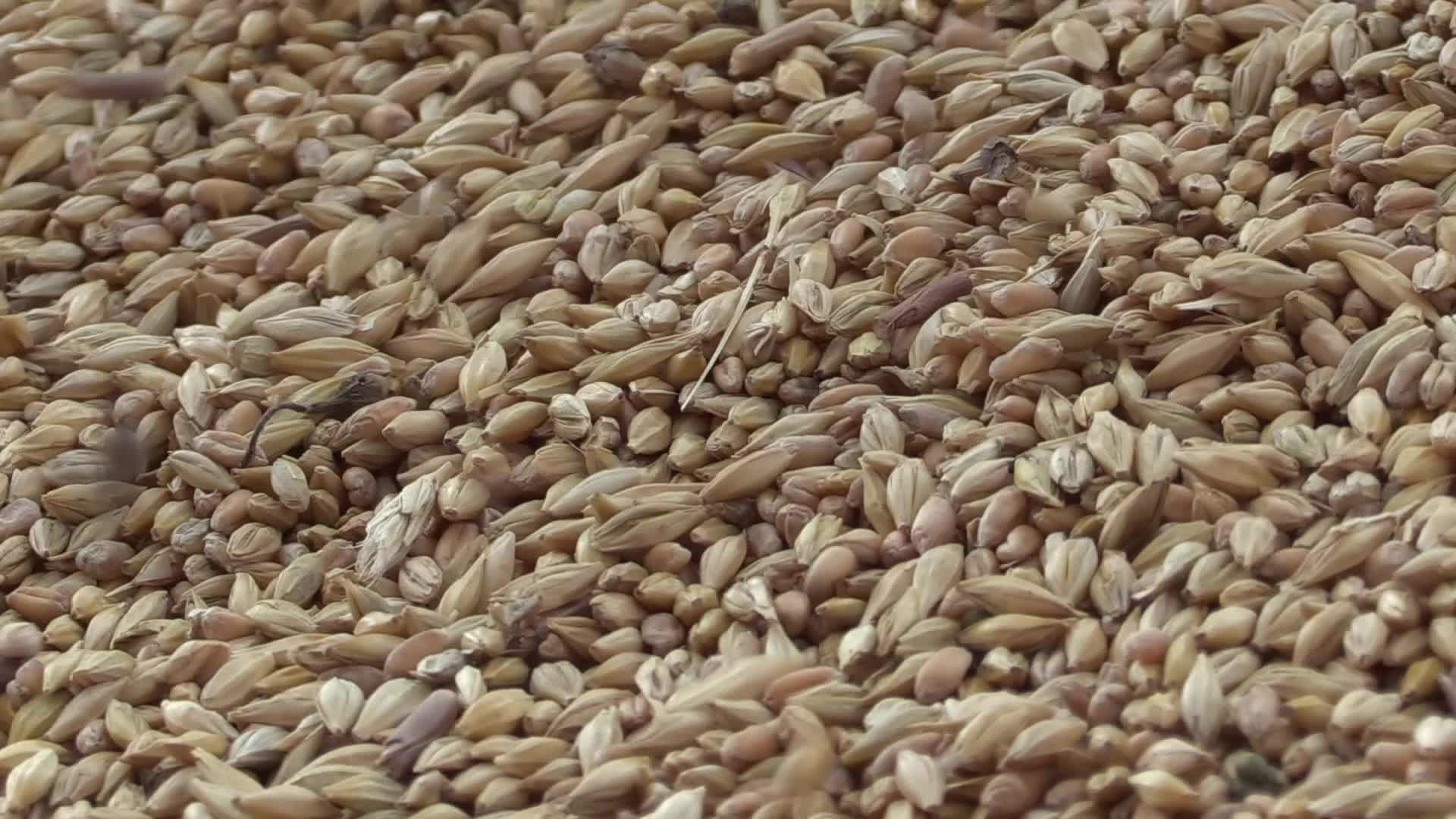 Ukrainian farmers upload barley and wheat grain at a terminal in Odesa region, amid Russia's invasion of Ukraine