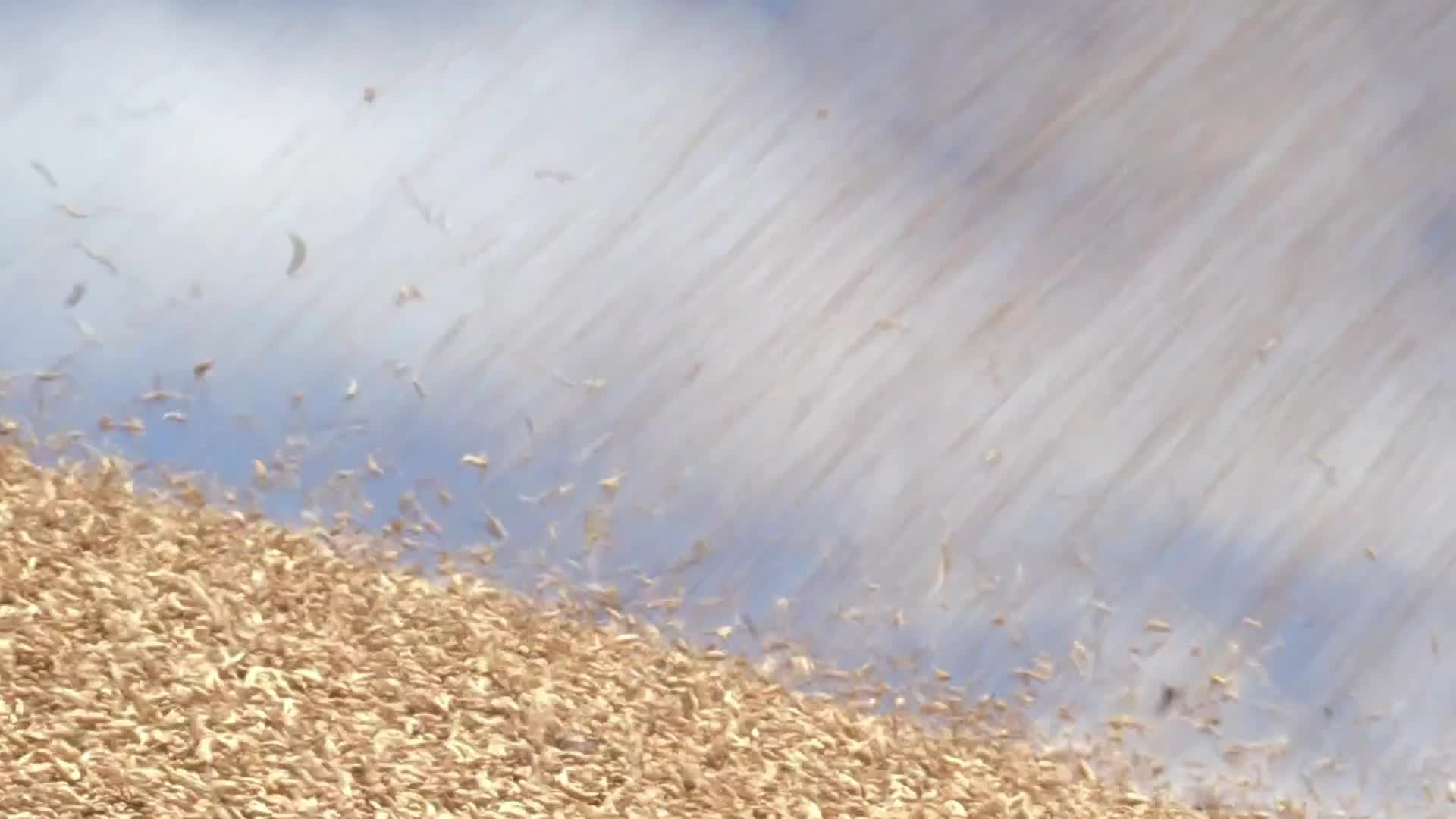 Ukrainian farmers upload barley and wheat grain at a terminal in Odesa region, amid Russia's invasion of Ukraine
