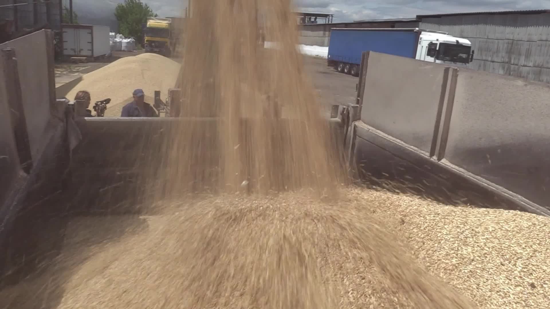 Ukrainian farmers upload barley and wheat grain at a terminal in Odesa region, amid Russia's invasion of Ukraine