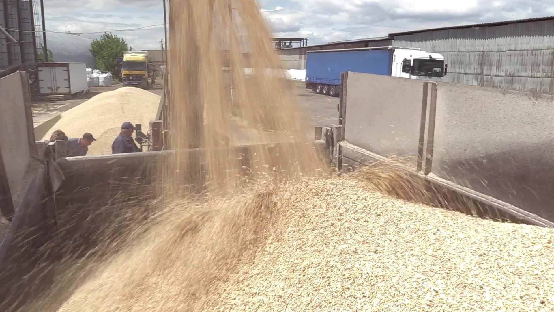 Ukrainian farmers upload barley and wheat grain at a terminal in Odesa region, amid Russia's invasion of Ukraine