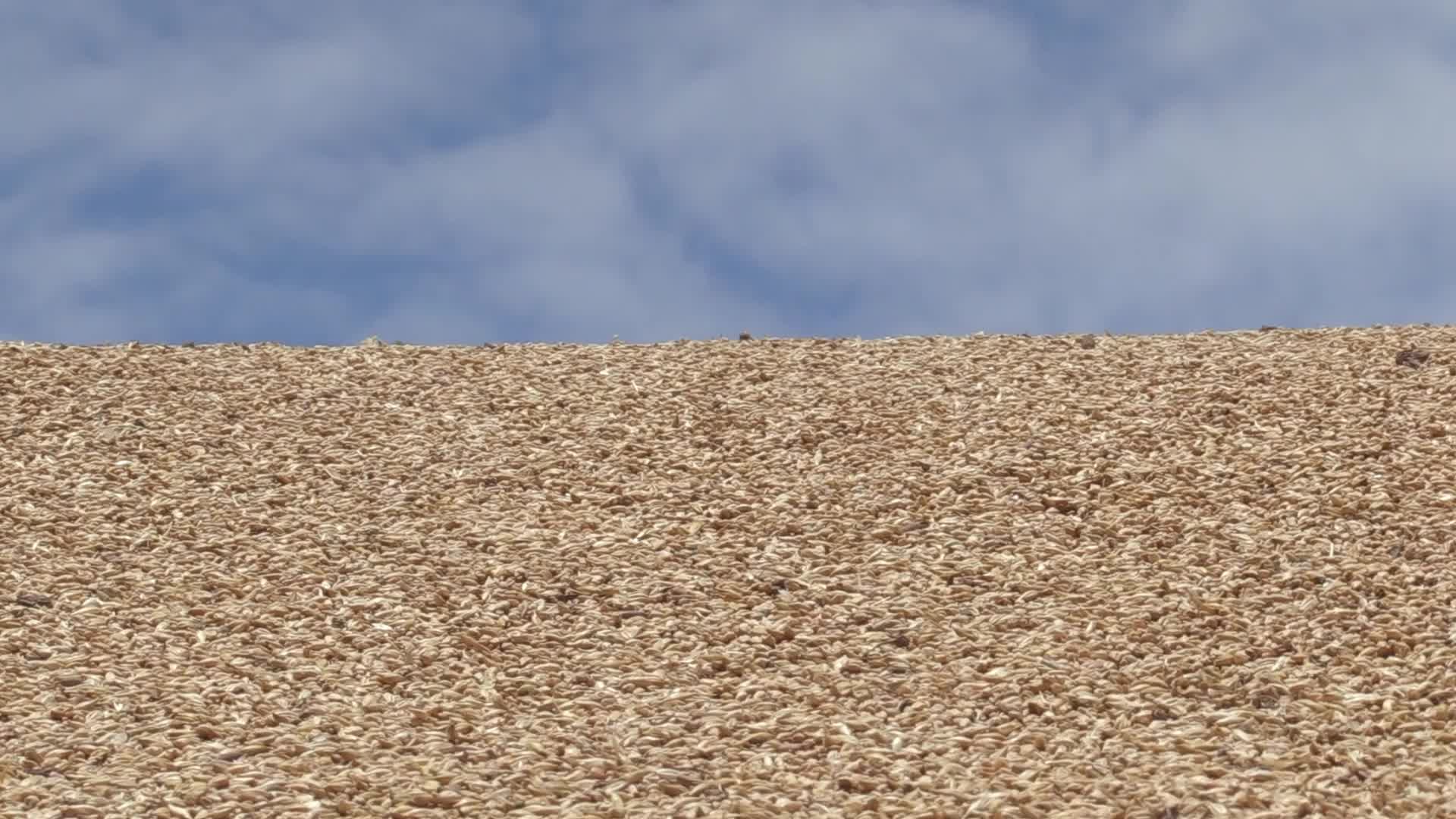 Ukrainian farmers upload barley and wheat grain at a terminal in Odesa region, amid Russia's invasion of Ukraine