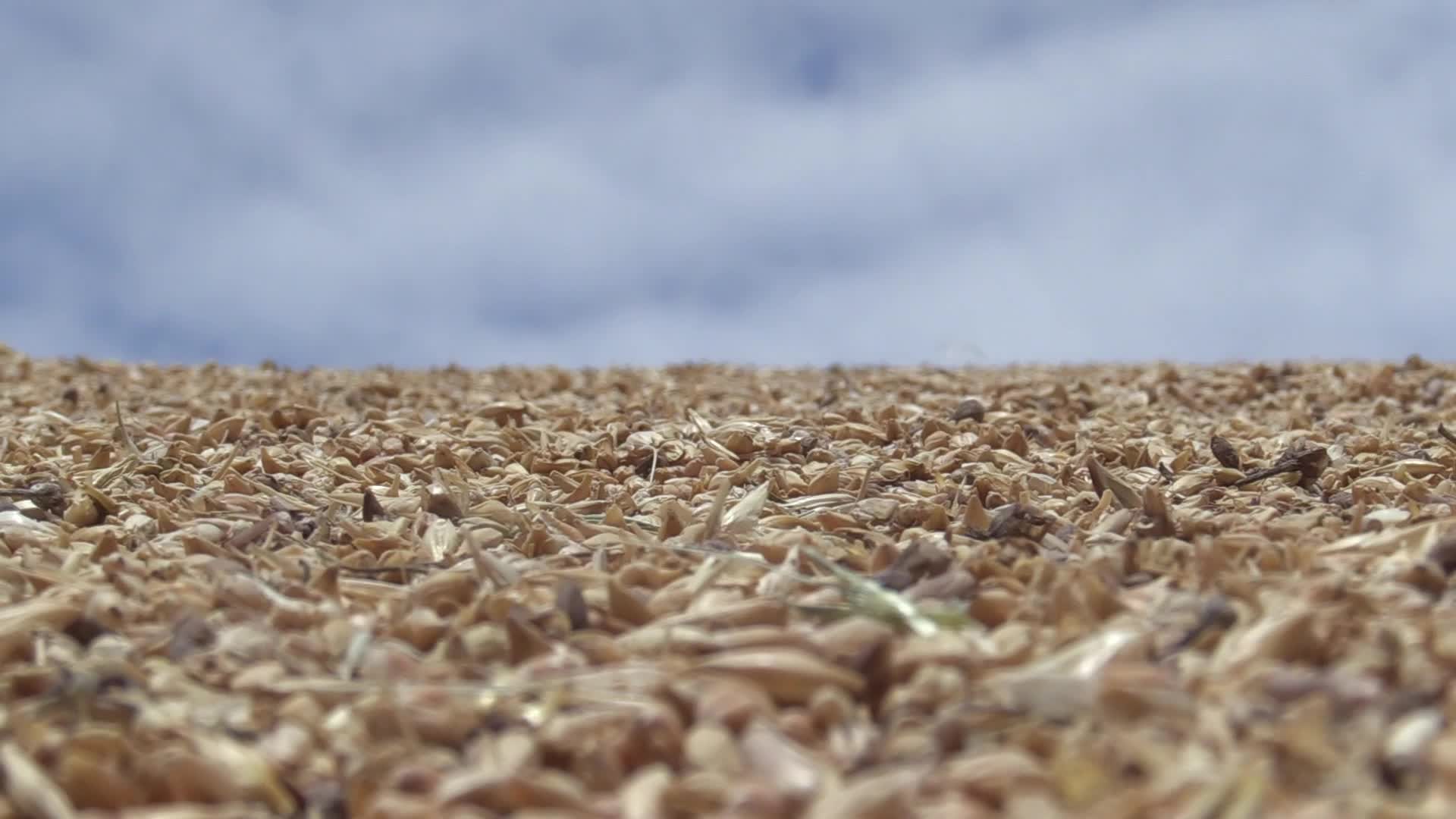 Ukrainian farmers upload barley and wheat grain at a terminal in Odesa region, amid Russia's invasion of Ukraine
