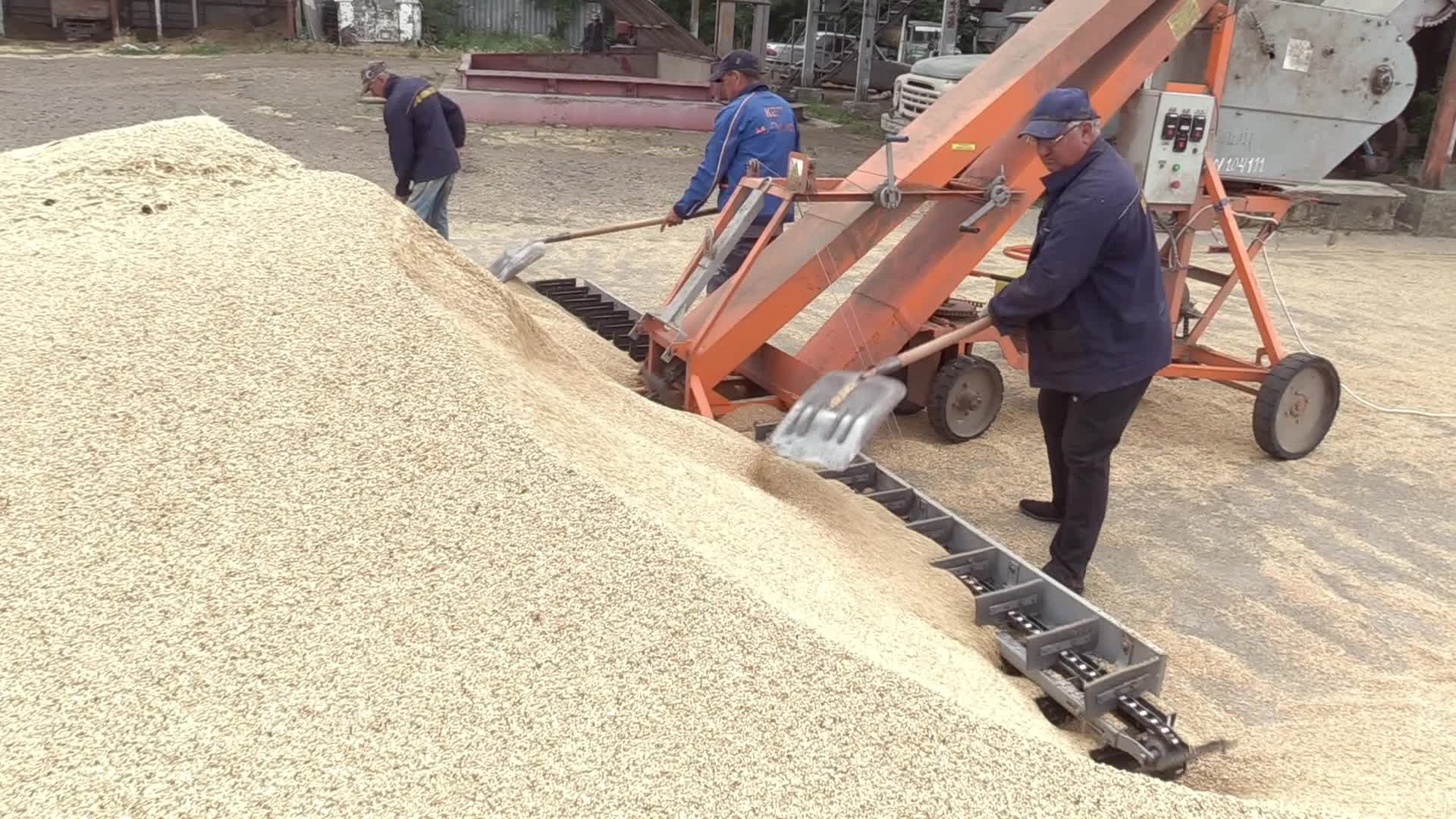 Ukrainian farmers upload barley and wheat grain at a terminal in Odesa region, amid Russia's invasion of Ukraine