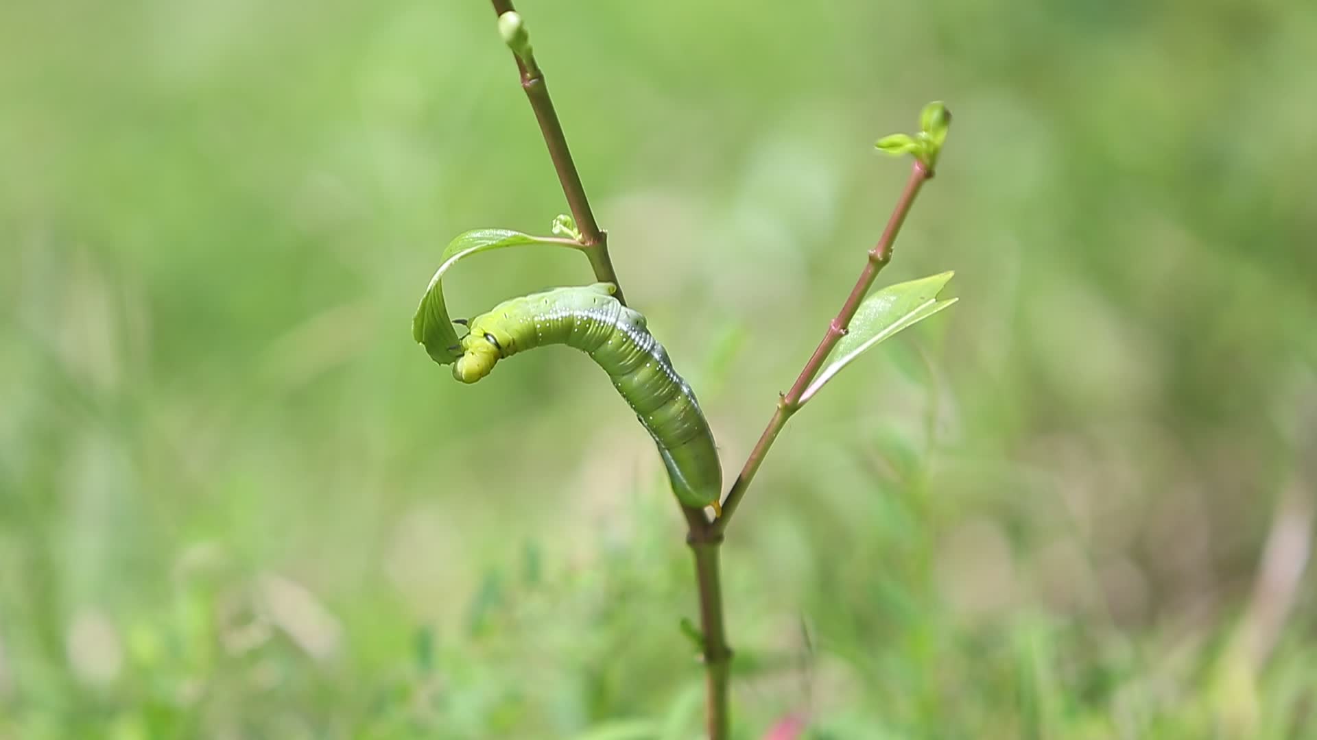 Thailand Wildlife