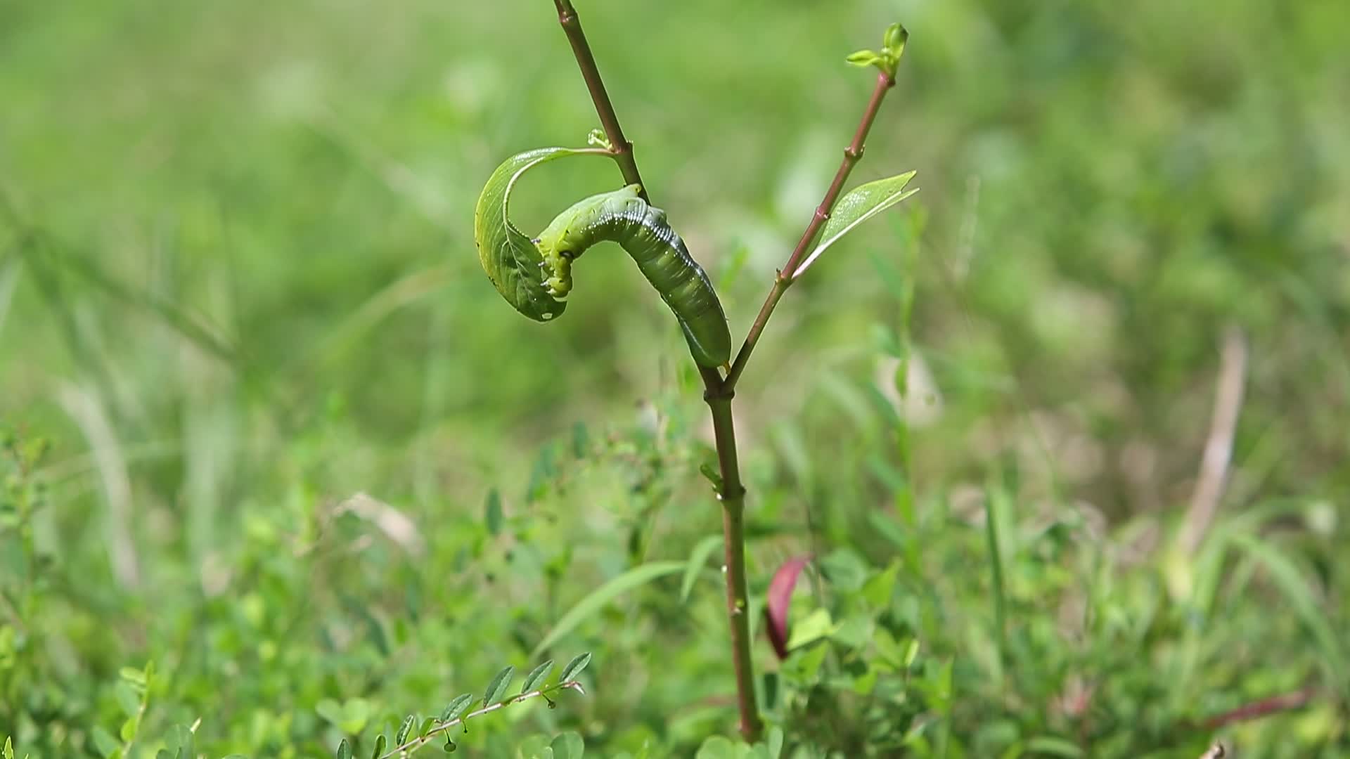 Thailand Wildlife
