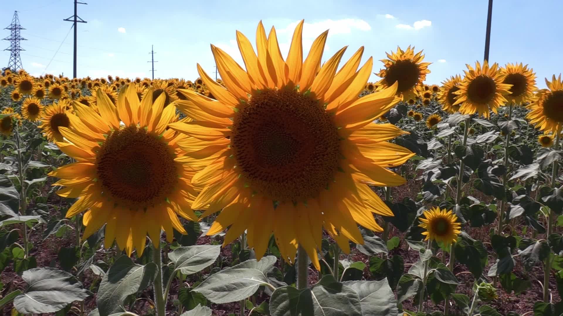 A sunflowers field in Odesa region of Ukraine