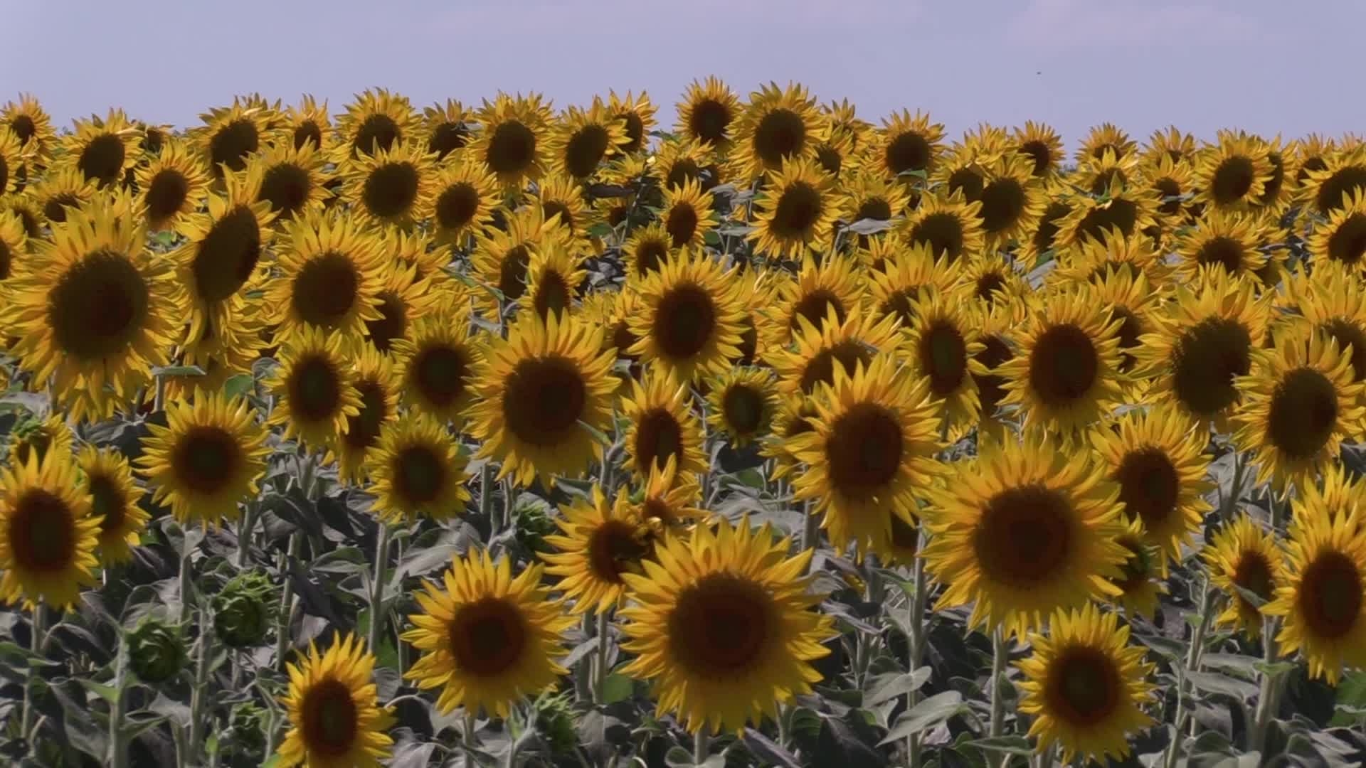 A sunflowers field in Odesa region of Ukraine