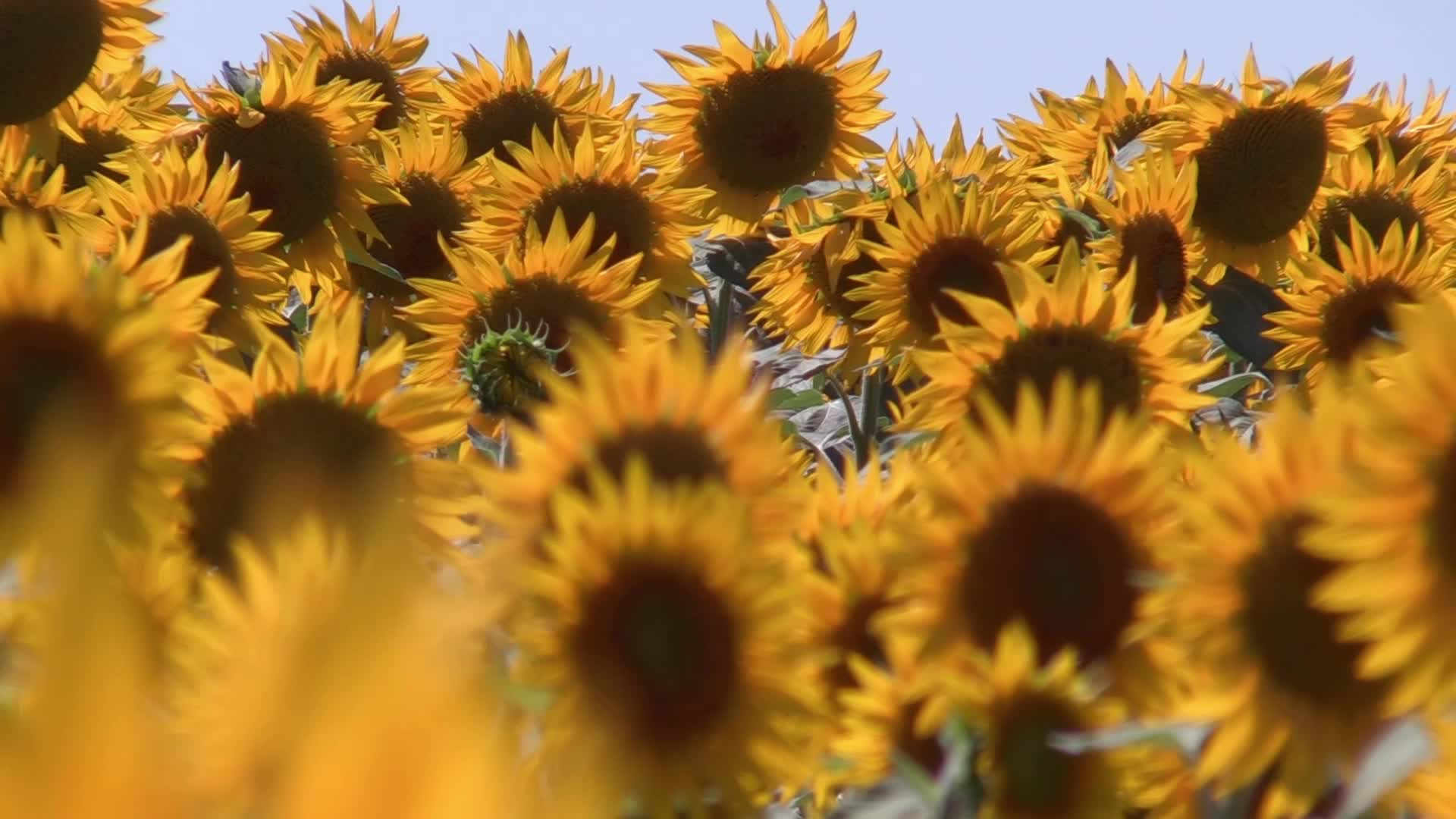 A sunflowers field in Odesa region of Ukraine