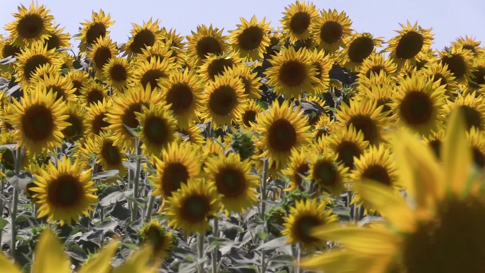 A sunflowers field in Odesa region of Ukraine