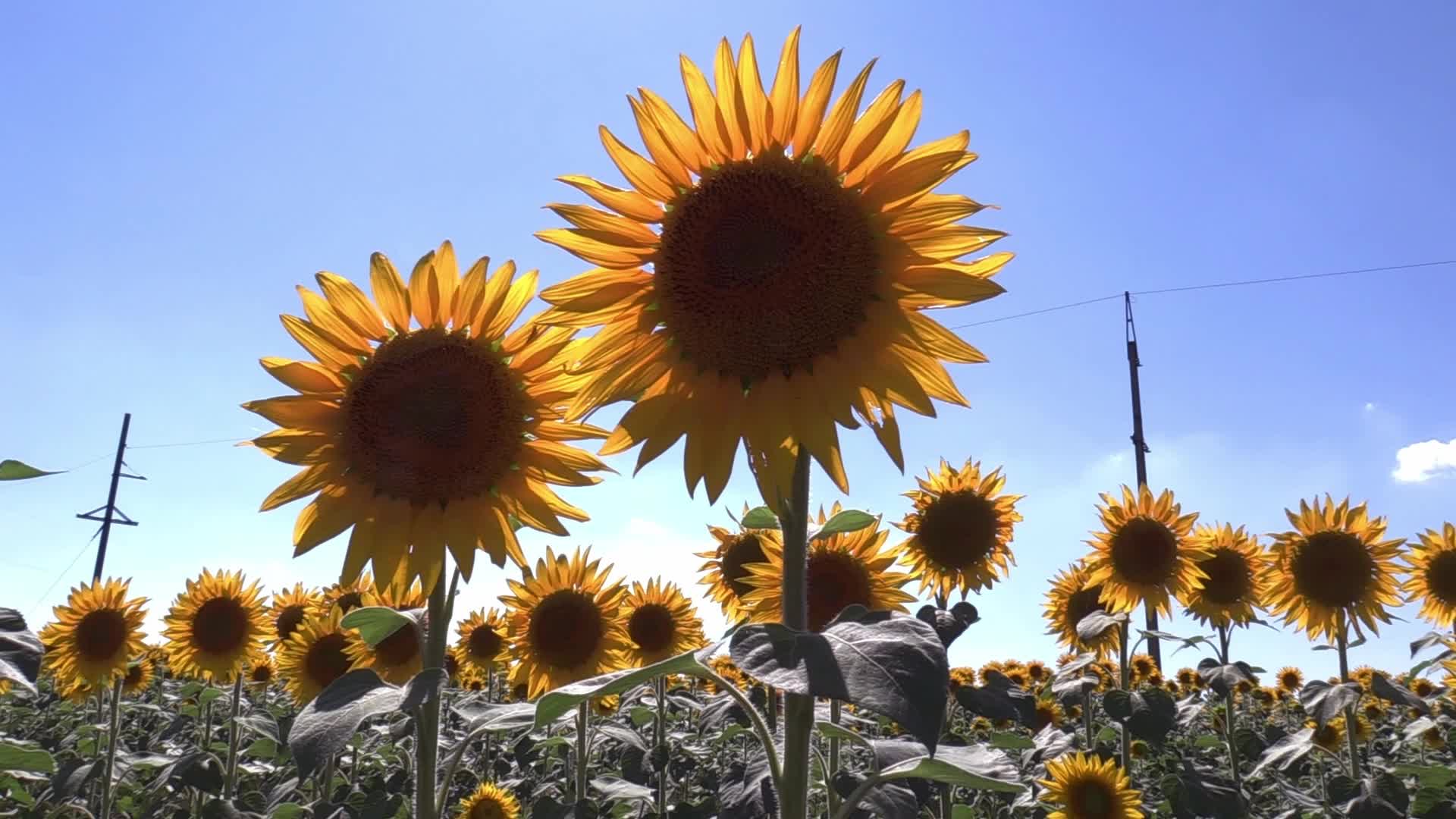 A sunflowers field in Odesa region of Ukraine