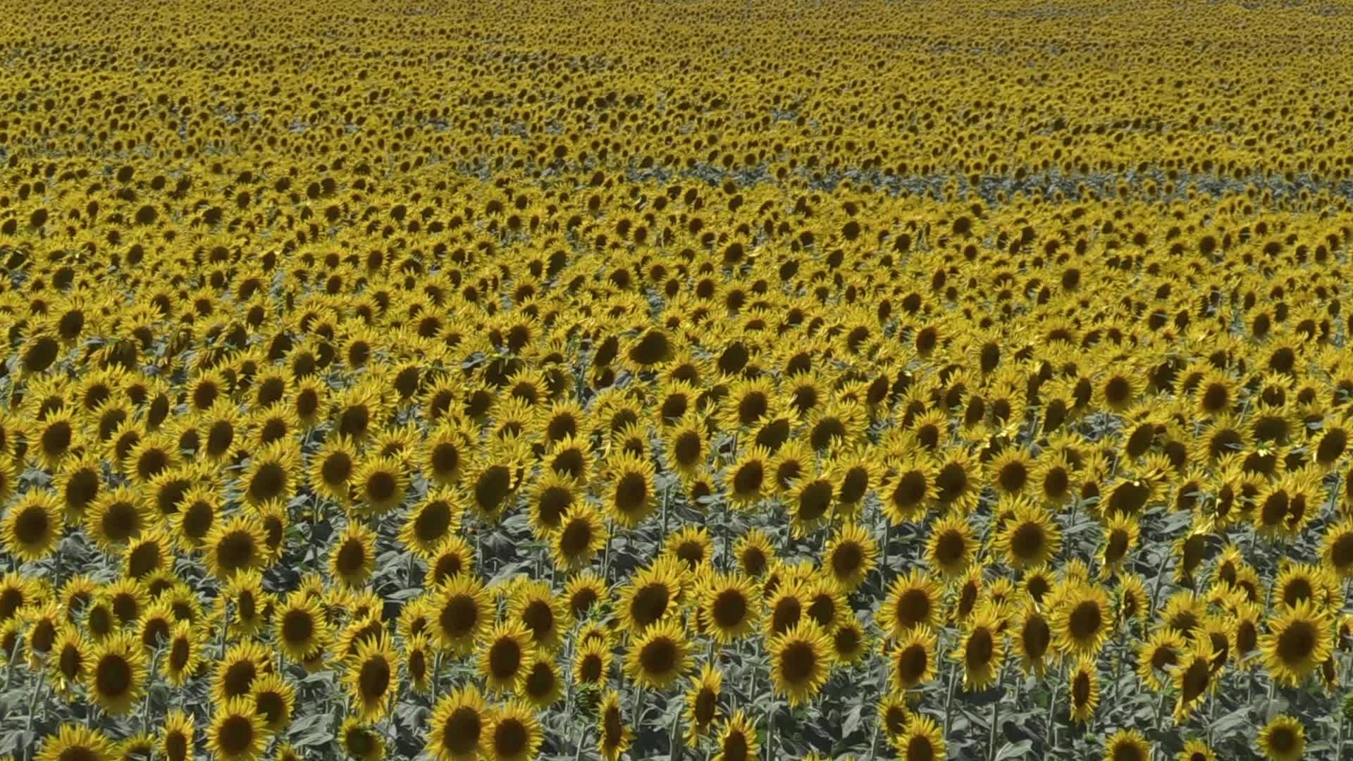 A sunflowers field in Odesa region of Ukraine