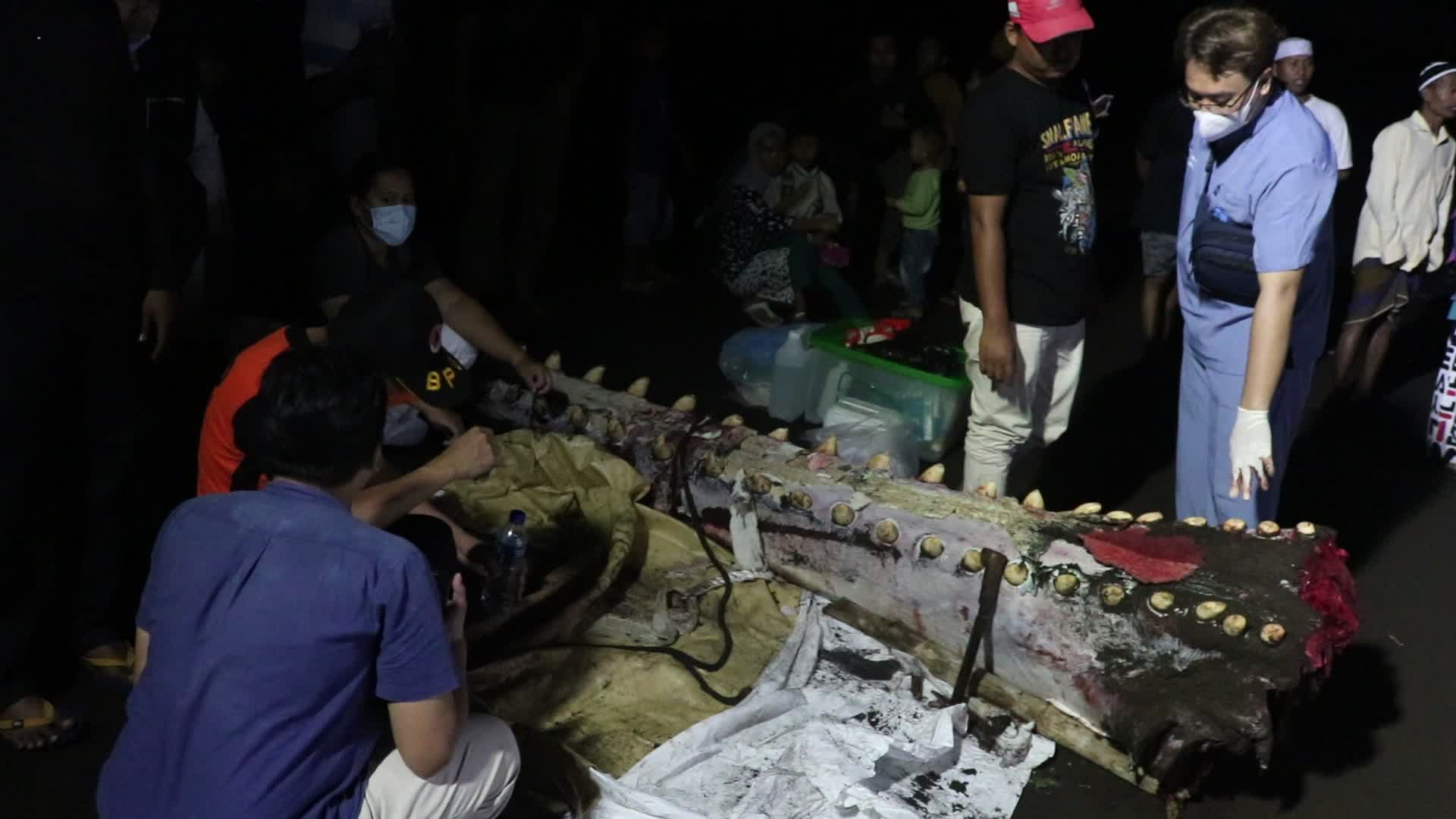 Sperm whale died after stranded on a beach in Indonesia