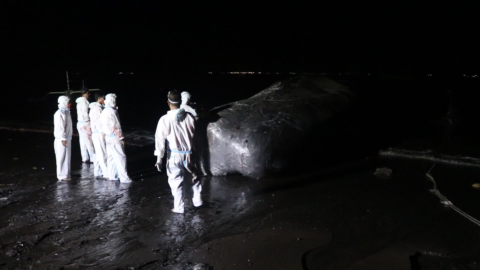 Sperm whale died after stranded on a beach in Indonesia