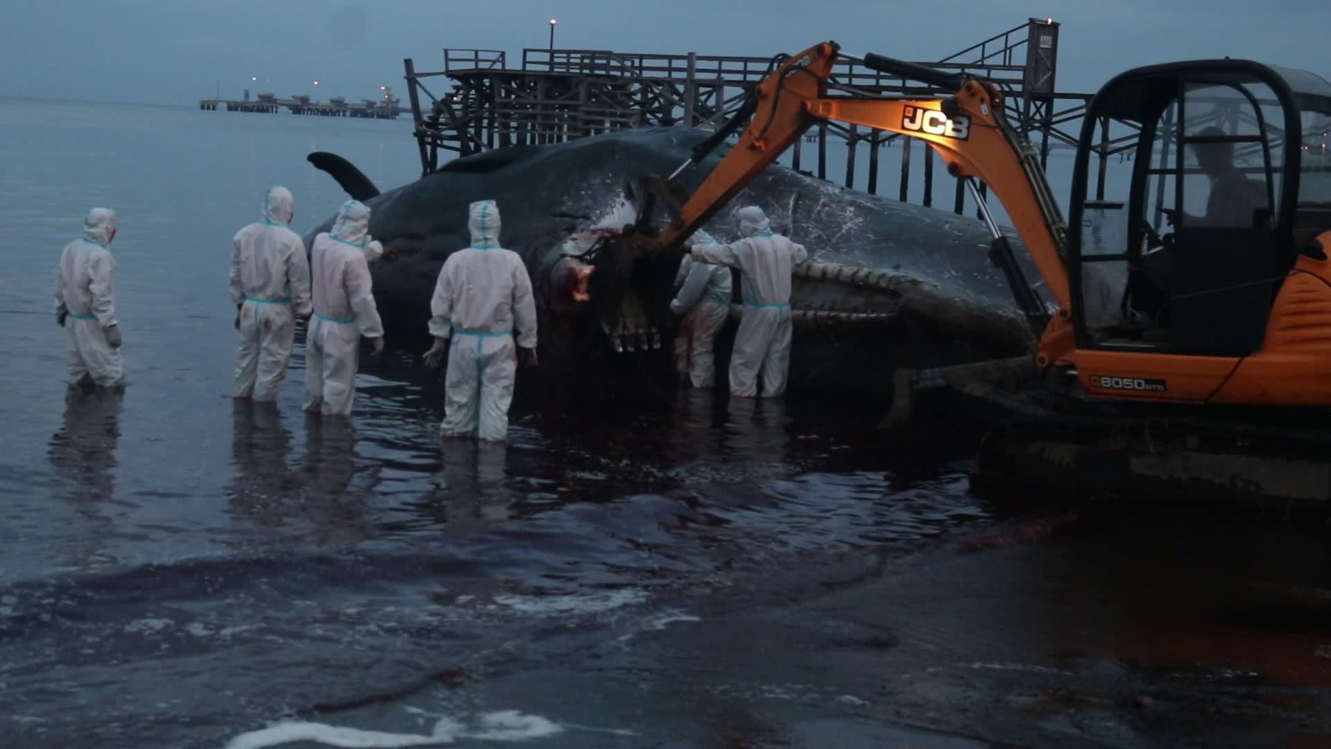 Sperm whale died after stranded on a beach in Indonesia