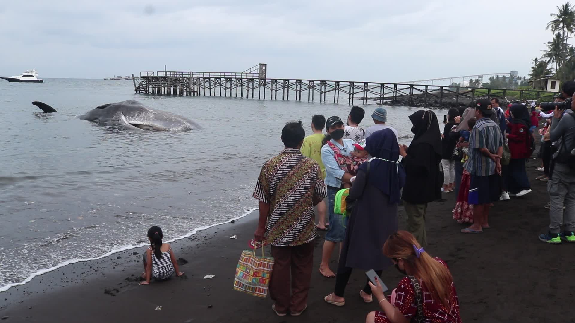 Sperm whale died after stranded on a beach in Indonesia
