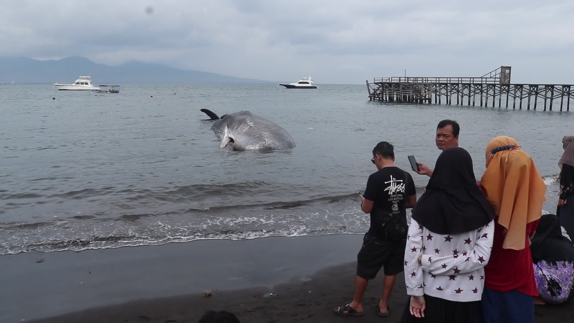 Sperm whale died after stranded on a beach in Indonesia
