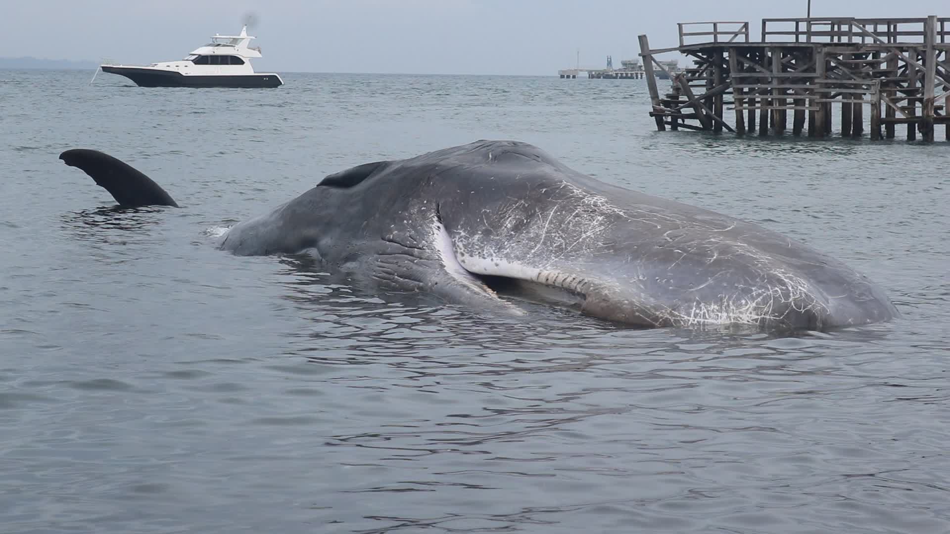 Sperm whale died after stranded on a beach in Indonesia

