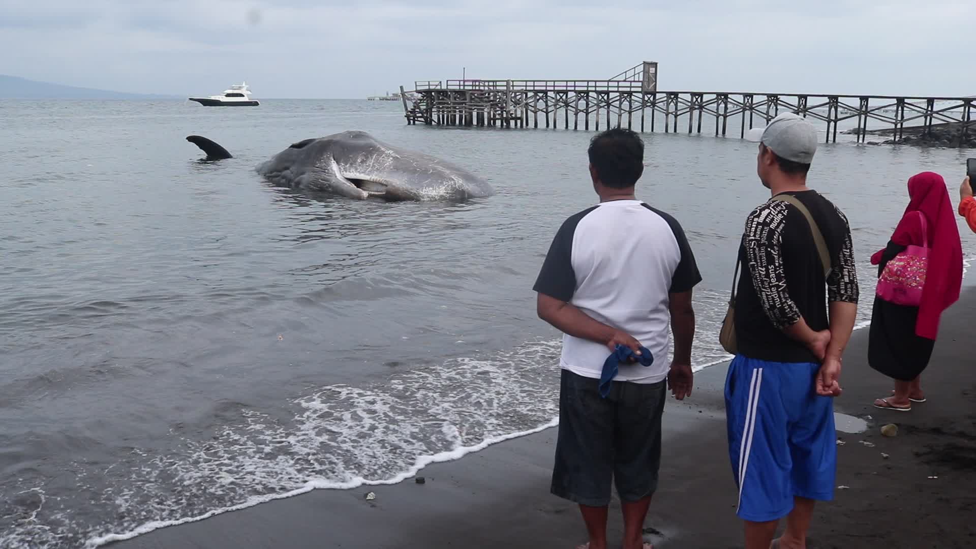 Sperm whale died after stranded on a beach in Indonesia
