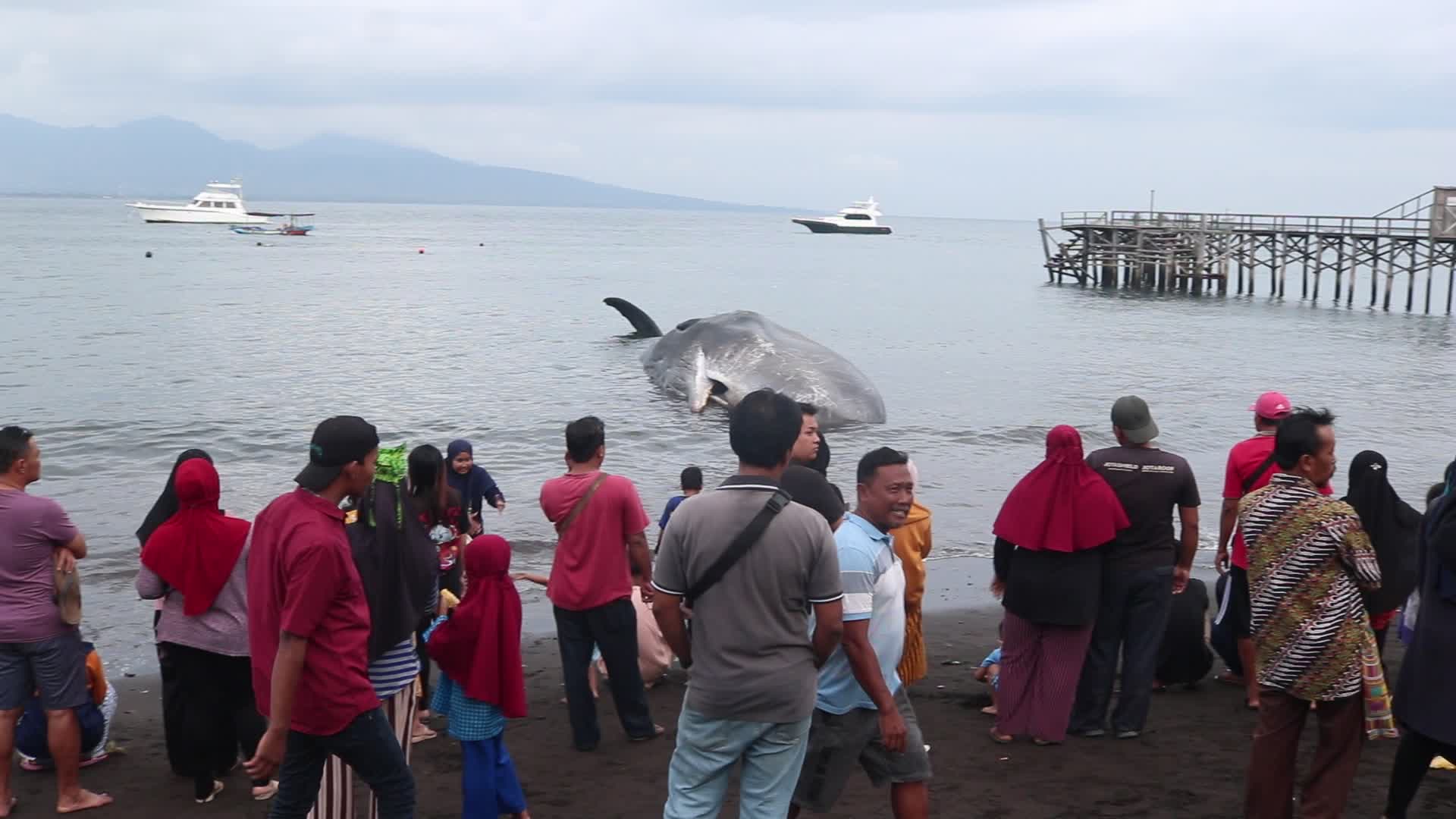 Sperm whale died after stranded on a beach in Indonesia
