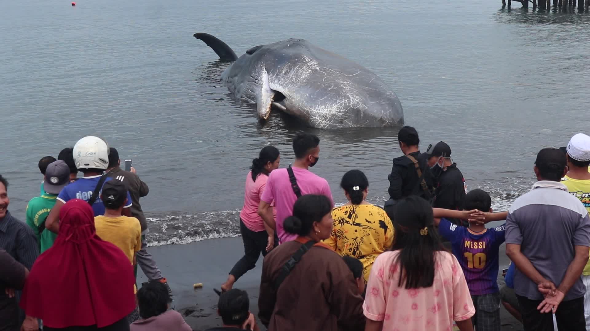 Sperm whale died after stranded on a beach in Indonesia
